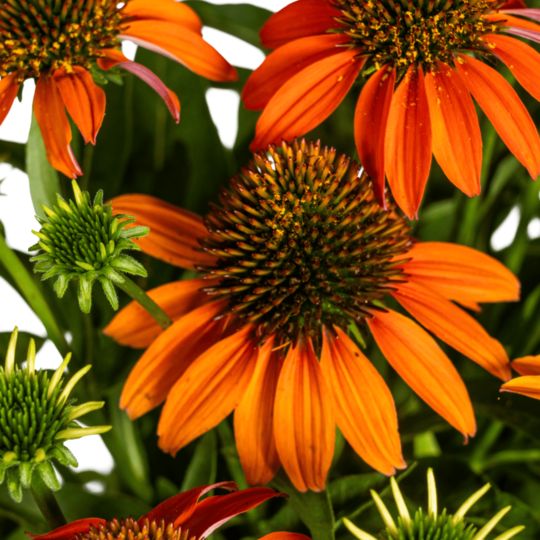Echinacea purpurea Orange Ø19cm - ↕60 - 70cm - Botanic-Vibes