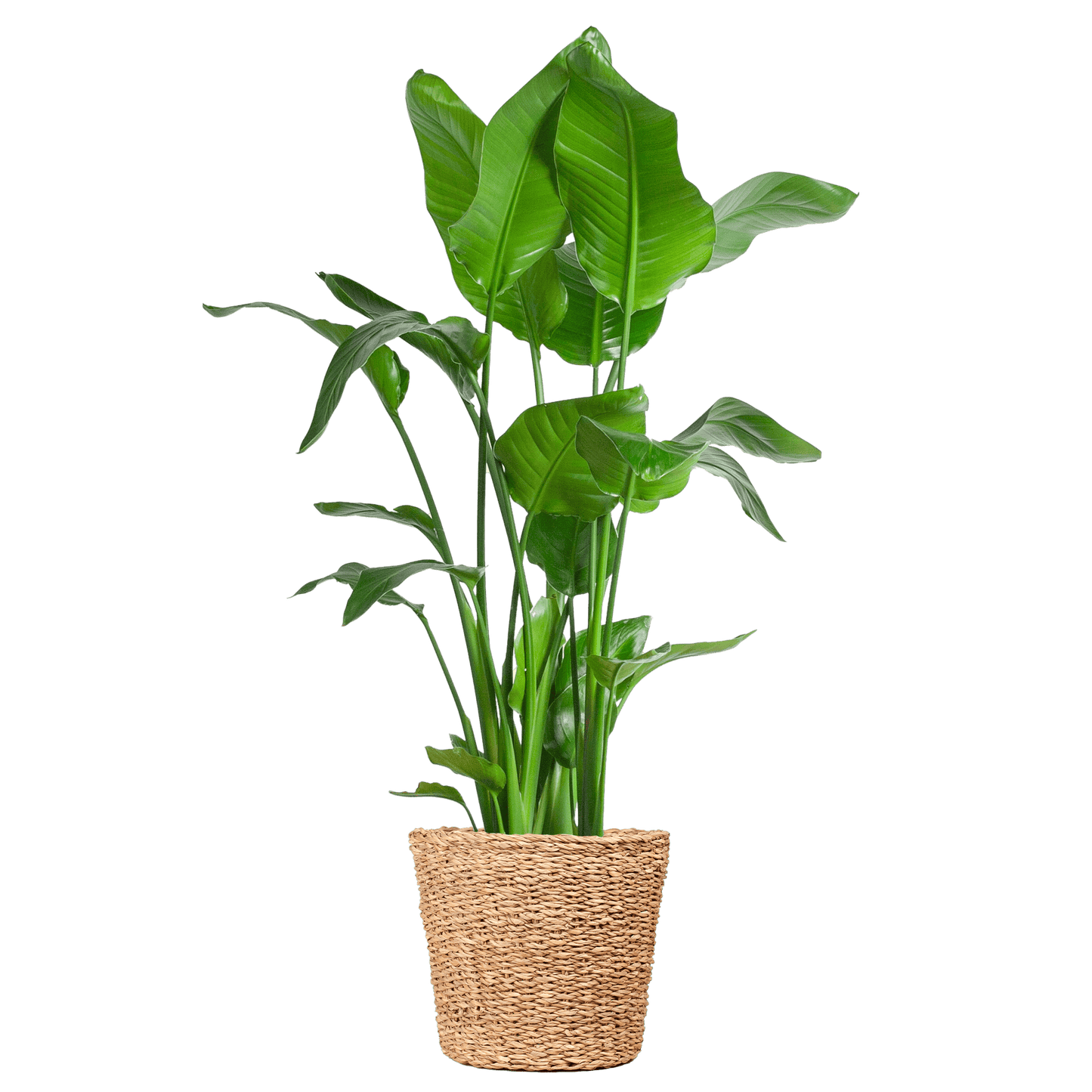 Strelitzia Nicolai XL mit Torun-Korb – 140 cm – Ø27 - Botanic-Vibes
