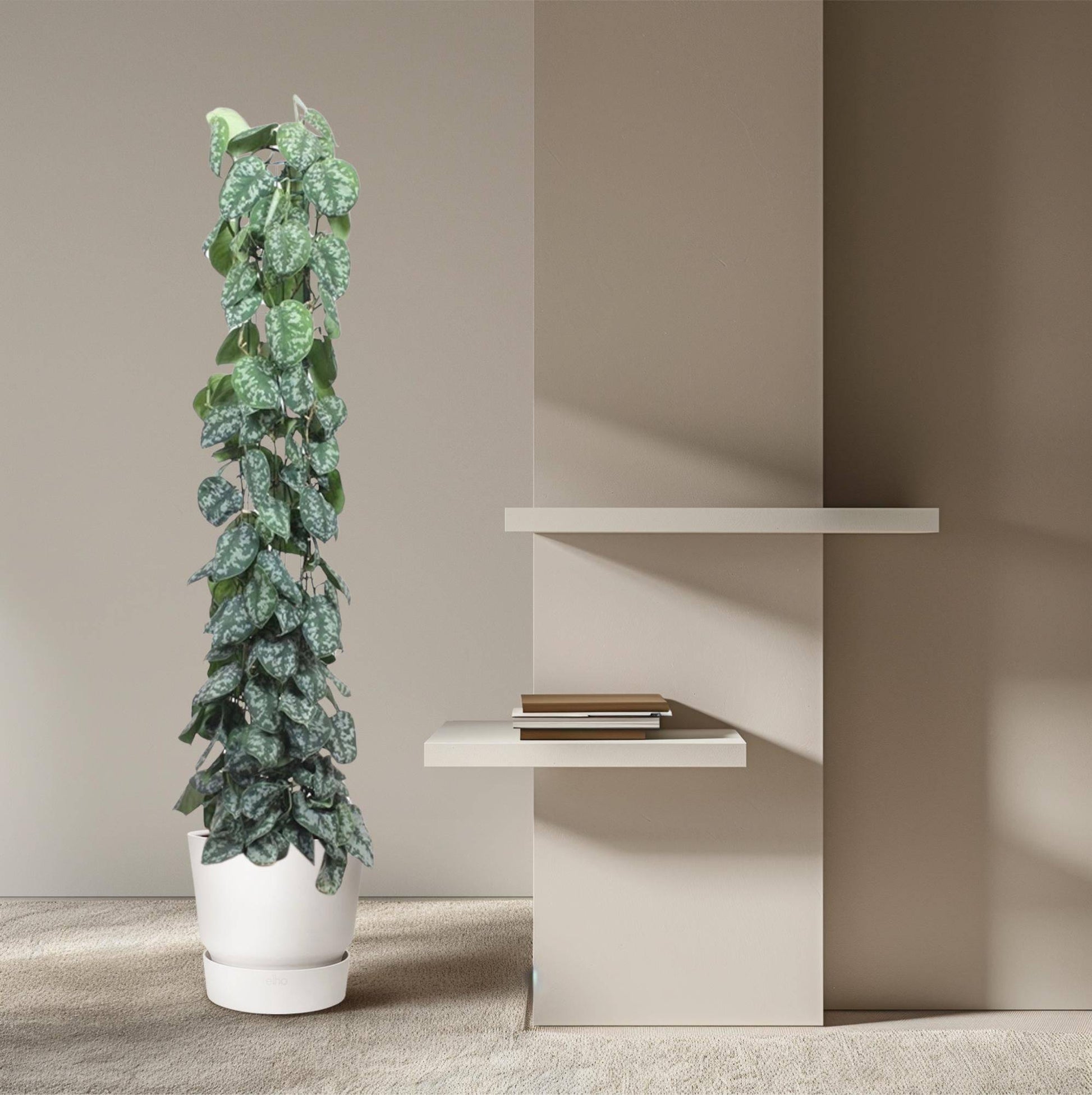Scindapsus pictus Trebie – mit Gitter – 160 cm – Ø27 - Botanic-Vibes
