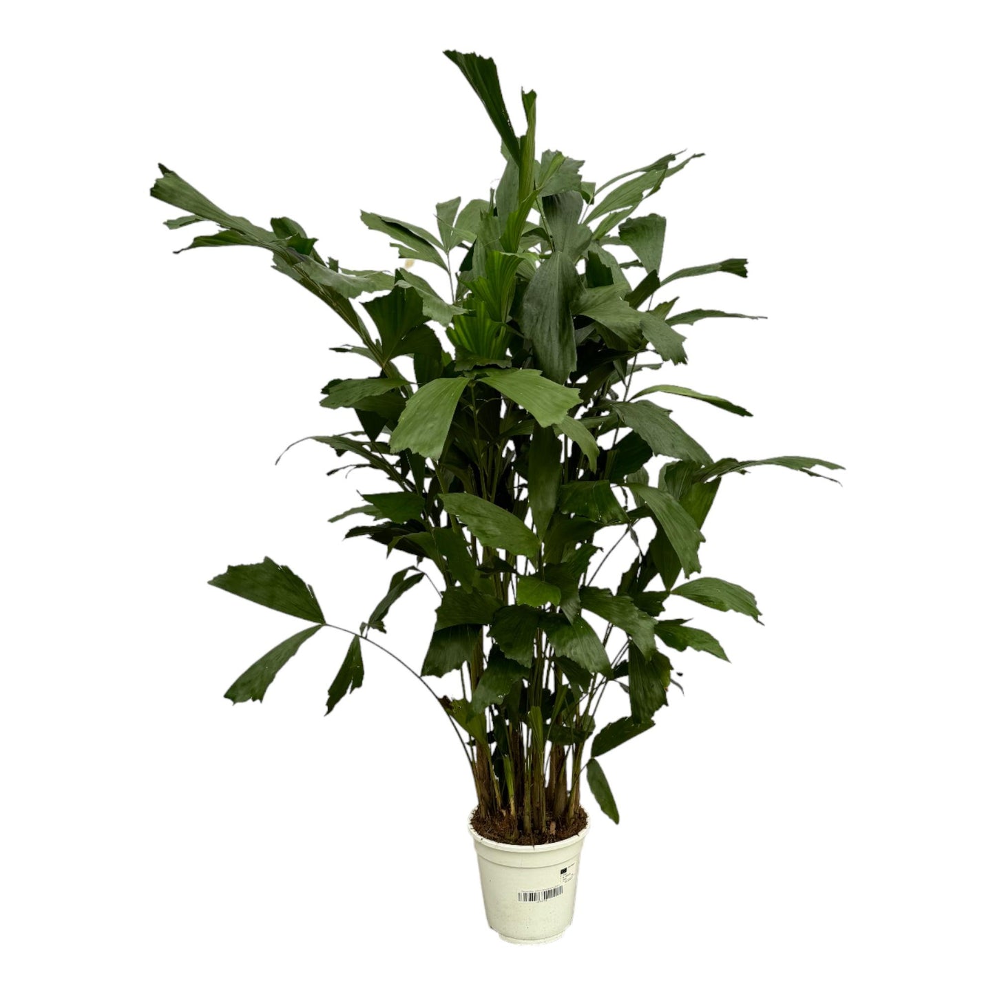 Caryota mitis – 130 cm – Ø19