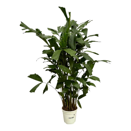 Caryota mitis – 130 cm – Ø19 - Botanic-Vibes