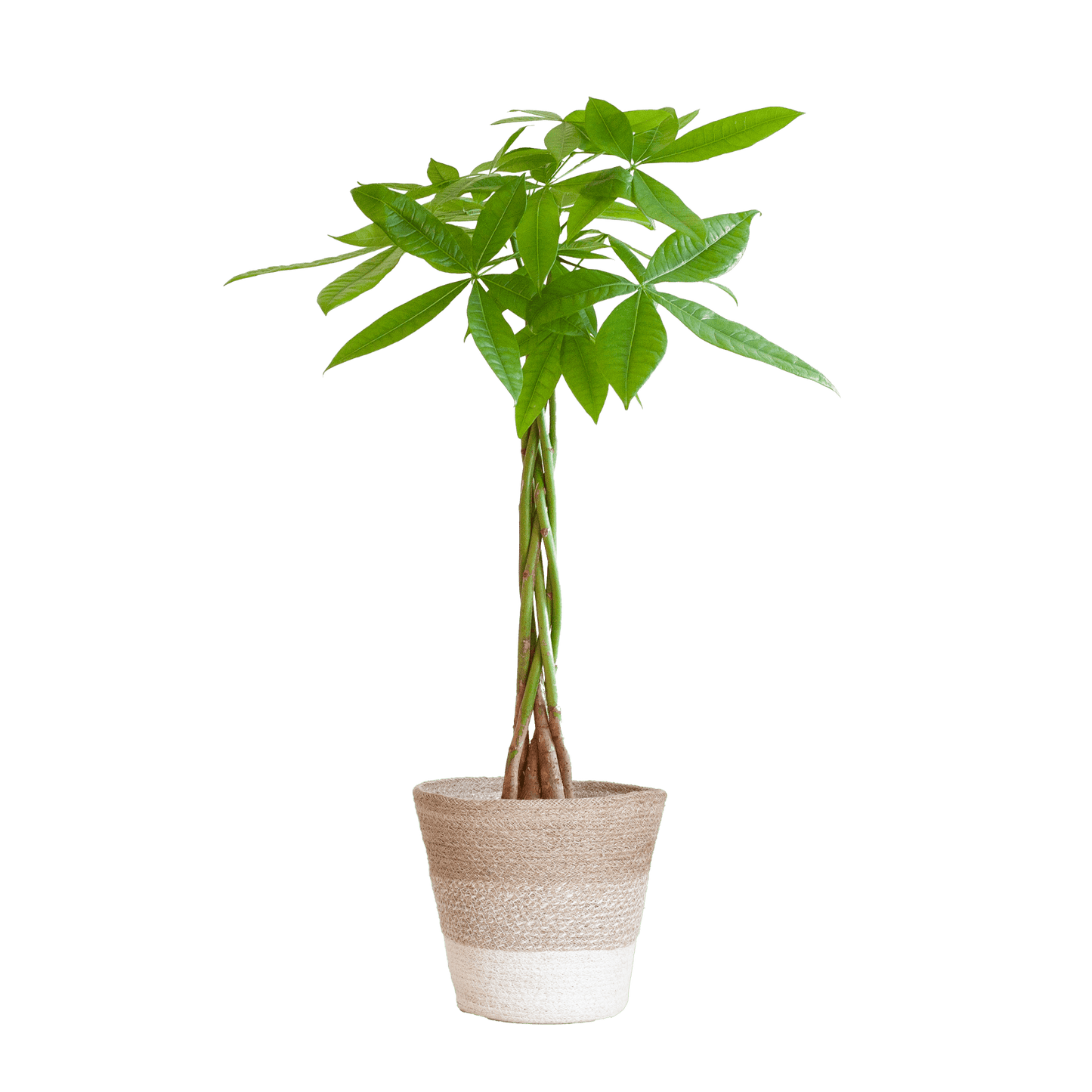 Pachira Aquatica mit Pflanzkorb Lissabon weiß  - 80cm - Ø21 - Botanic-Vibes