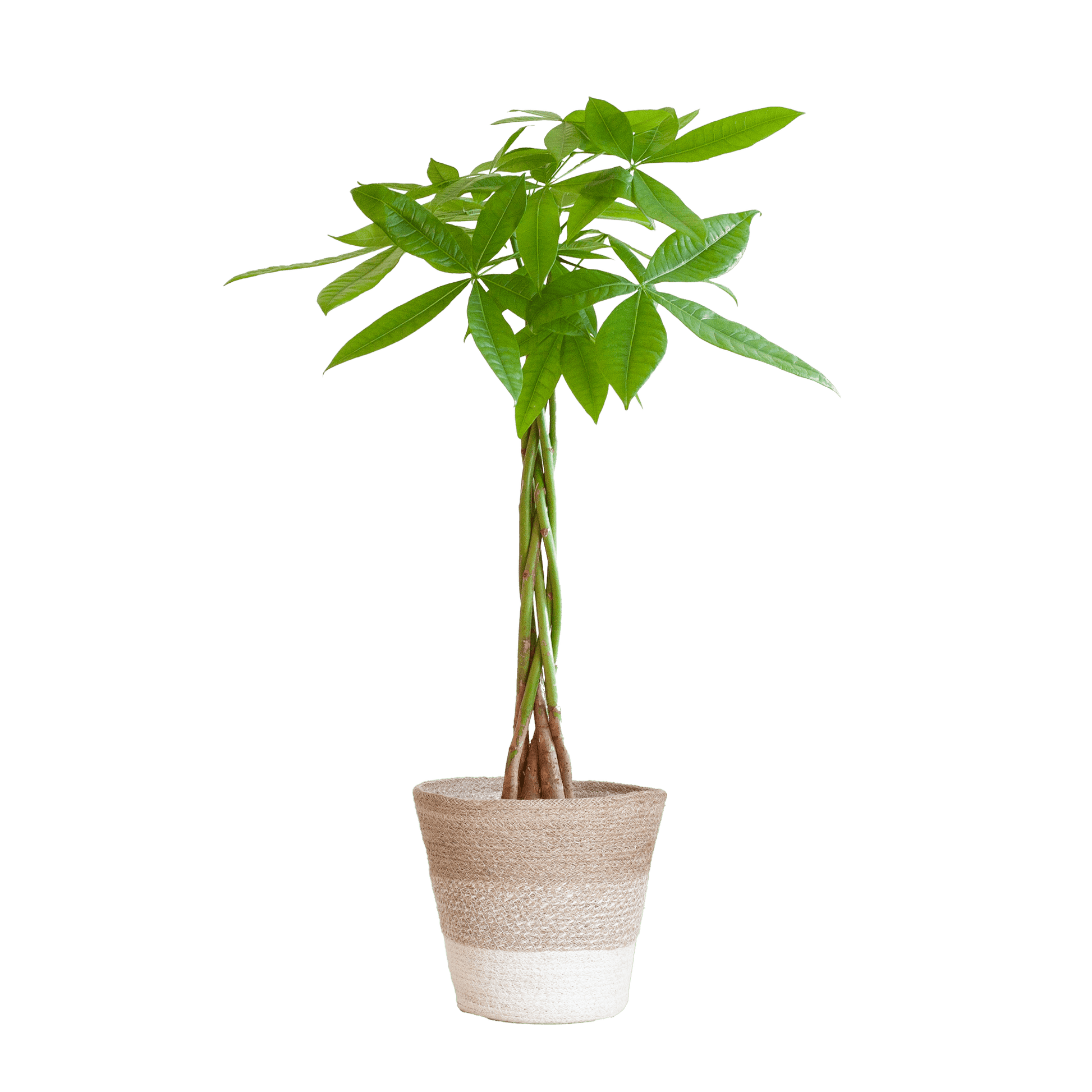 Pachira Aquatica mit Pflanzkorb Lissabon weiß  - 80cm - Ø21 - Botanic-Vibes