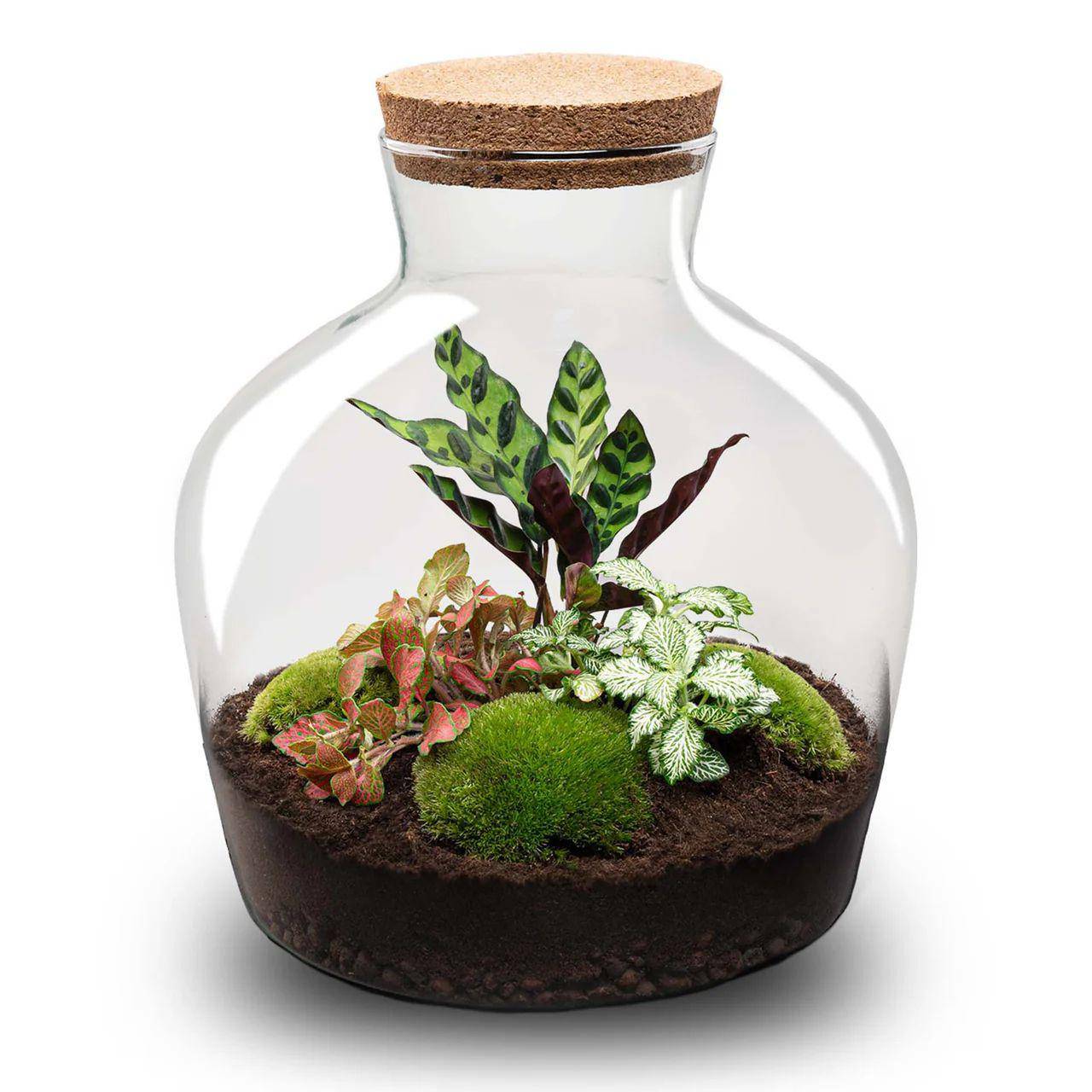 DIY-Terrarium „Fat Joe Rood“ – 30 cm - Botanic-Vibes