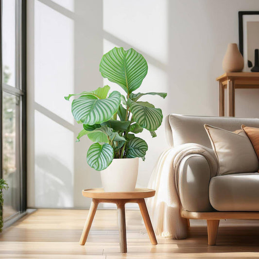 Calathea Orbifolia  mit Viber Weiß  - 65cm - Ø21 - Botanic-Vibes