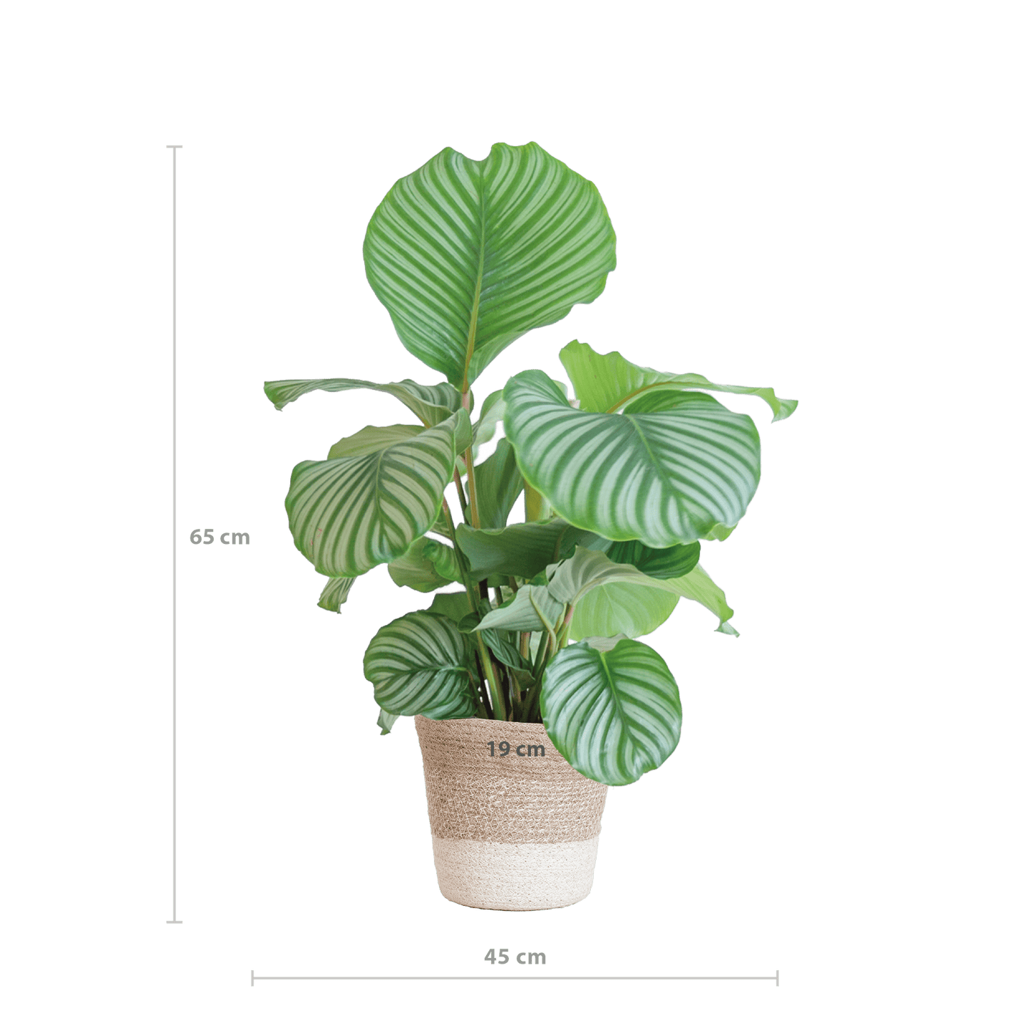 Calathea Orbifolia mit weißem Lissabon-Korb - 65cm - Ø19 - Botanic-Vibes