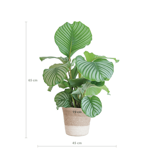 Calathea Orbifolia mit weißem Lissabon-Korb - 65cm - Ø19 - Botanic-Vibes
