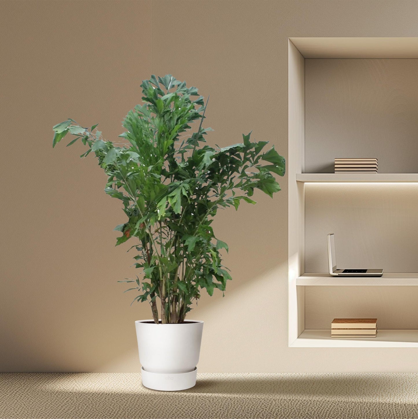 Caryota mitis – 220 cm – ø45
