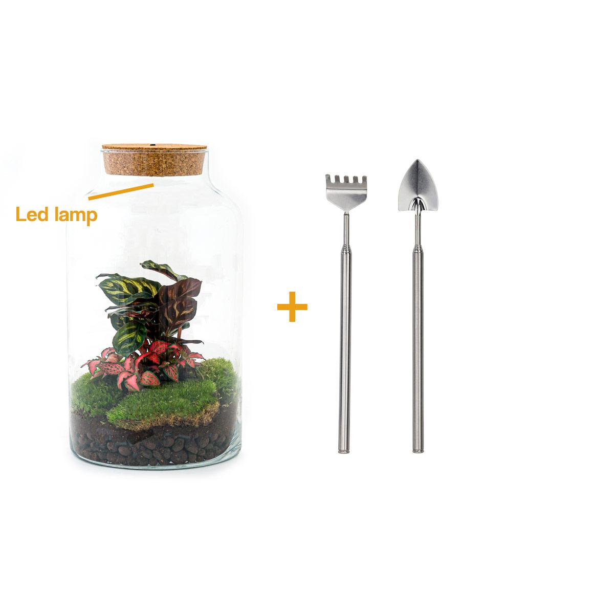 Flaschengarten – Milky Calathea mit Lampe – 31 cm – Rechen + Schaufel