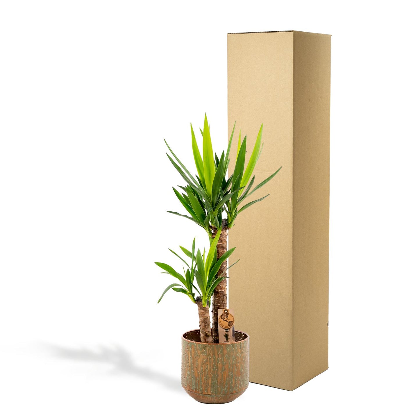 Yucca mit Topf – 100cm – Ø21cm