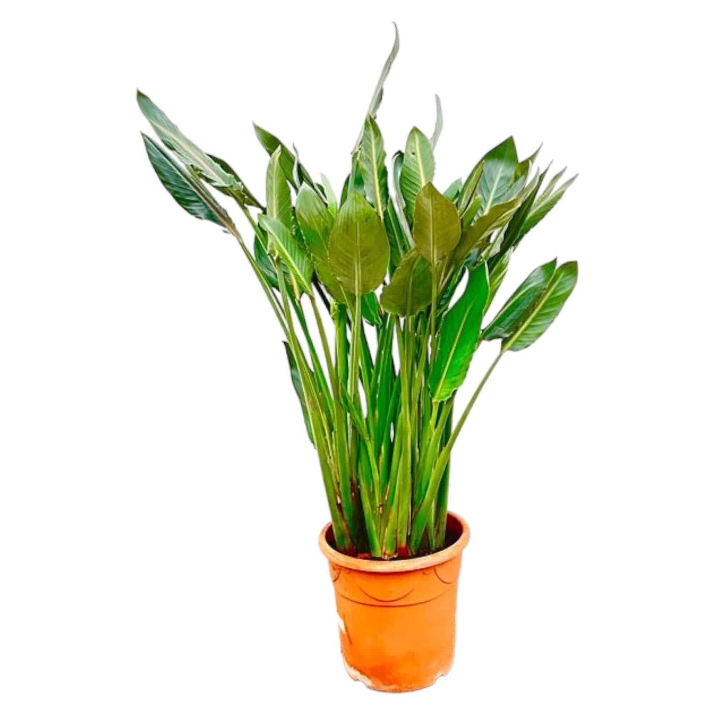 Strelitzia reginae xl – 160cm – Ø30 - Botanic-Vibes