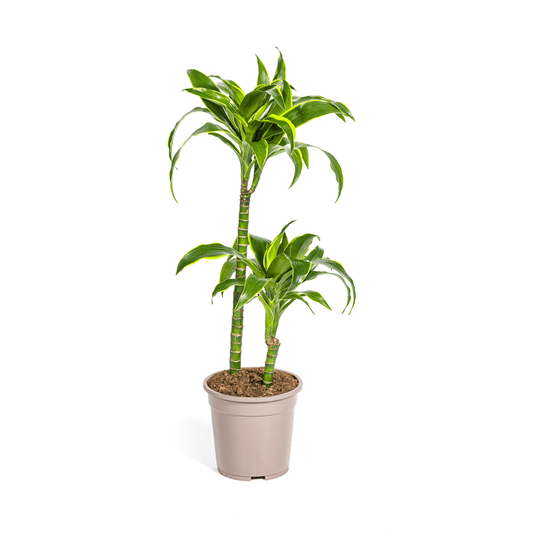 Dracaena Deremensis Dorado Ø19cm - ↕70 - 90cm - Botanic-Vibes