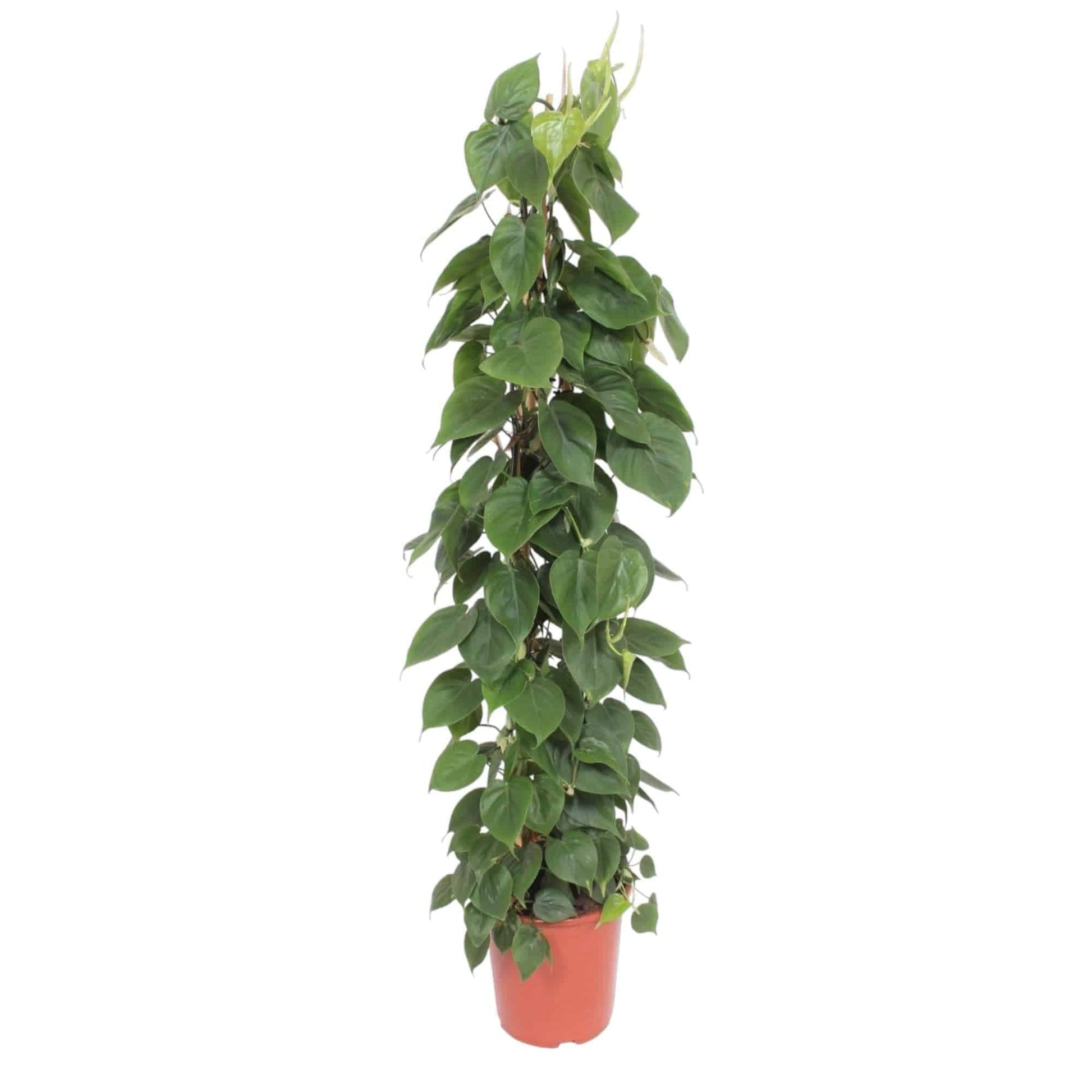 Philodendron scandens – mit Gitter – 150 cm – Ø27 - Botanic-Vibes