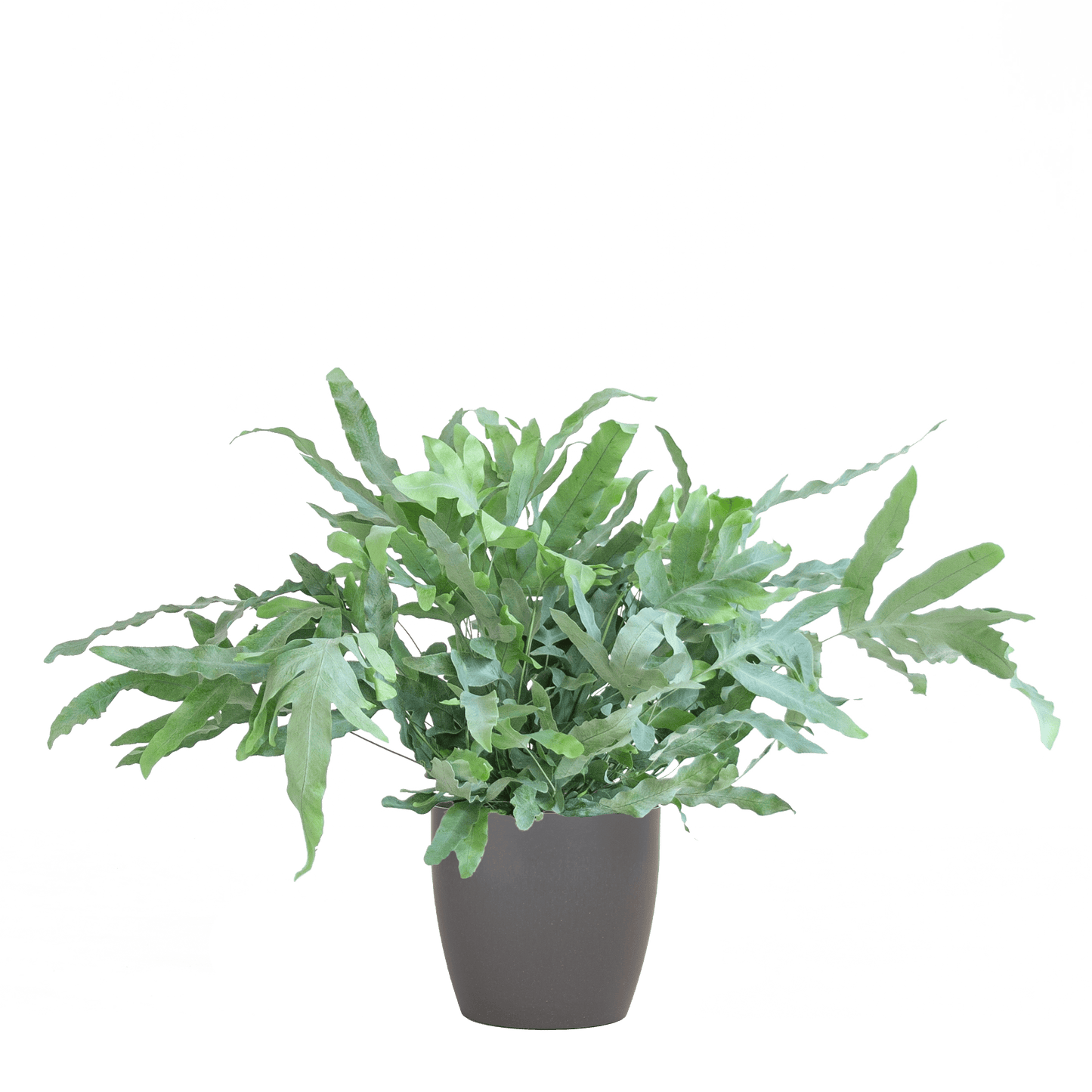 Phlebodium Aureum 'Blue Star' mit Vibergrau - 40cm - Ø17 - Botanic-Vibes