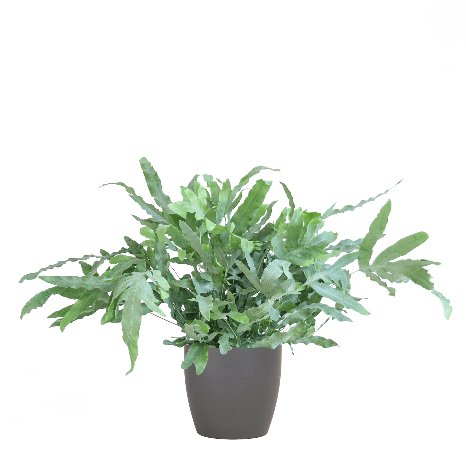 Phlebodium Aureum 'Blue Star' mit Vibergrau - 40cm - Ø17 - Botanic-Vibes