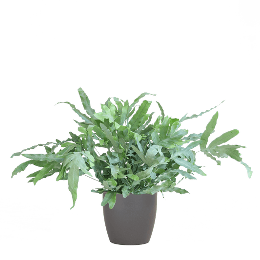 Phlebodium Aureum 'Blue Star' mit Vibergrau - 40cm - Ø17 - Botanic-Vibes