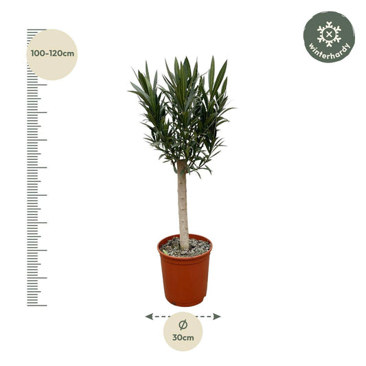 Nerium oleander auf Stamm mit weißer Blüte – 110 cm – Ø22 - Botanic-Vibes
