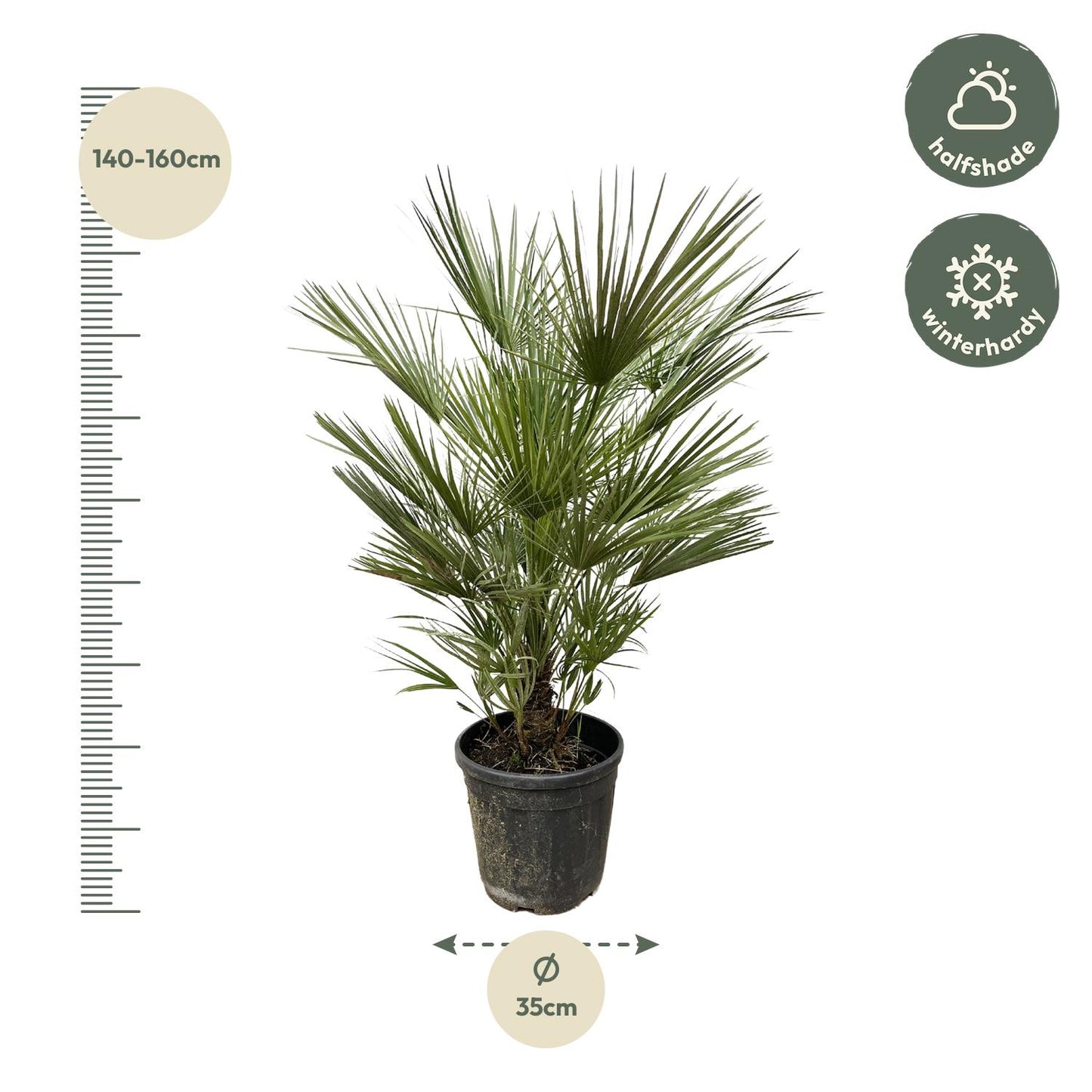 Chamaerops humilis – 150 cm – Ø30