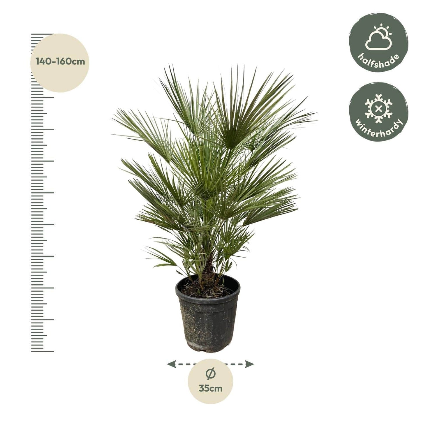 Chamaerops humilis – 150 cm – Ø30 - Botanic-Vibes