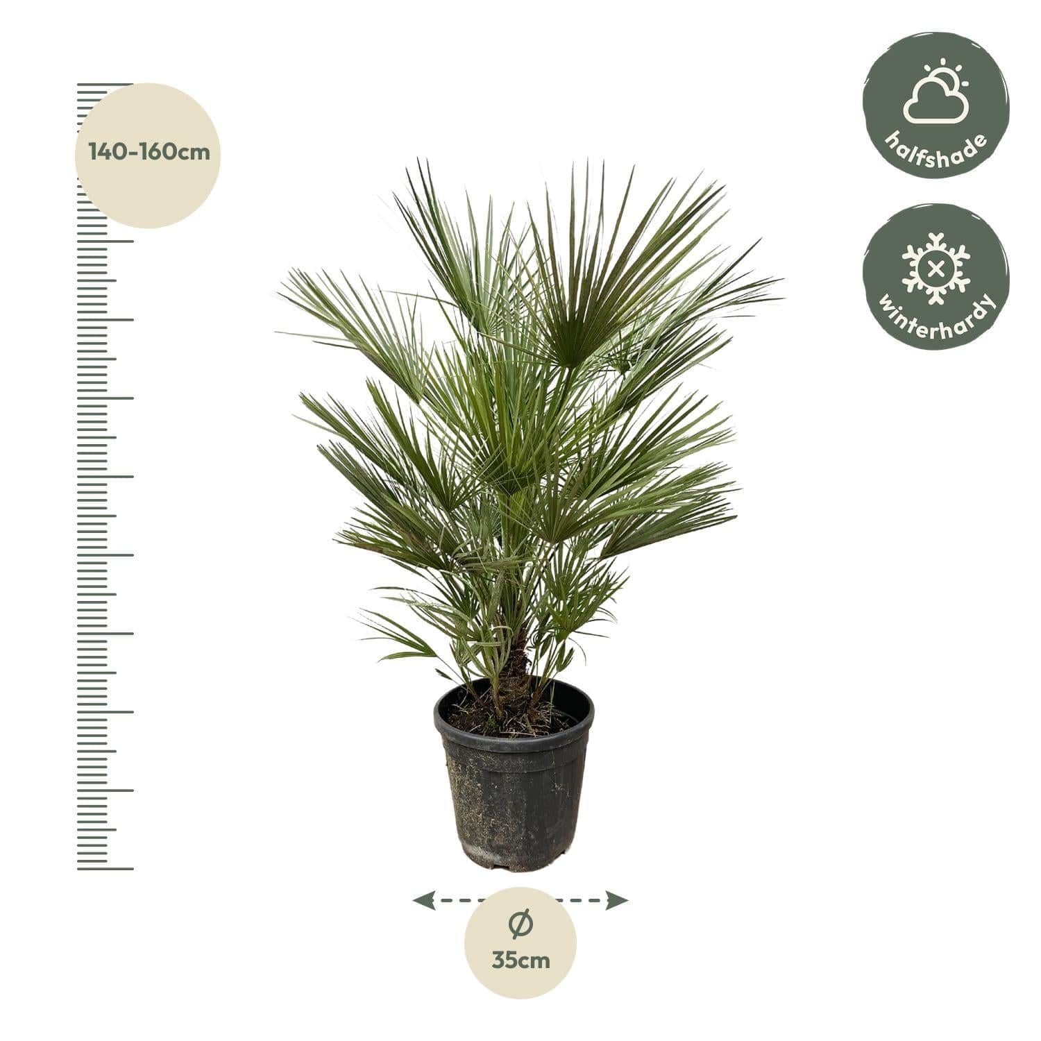 Chamaerops humilis – 150 cm – Ø30 - Botanic-Vibes