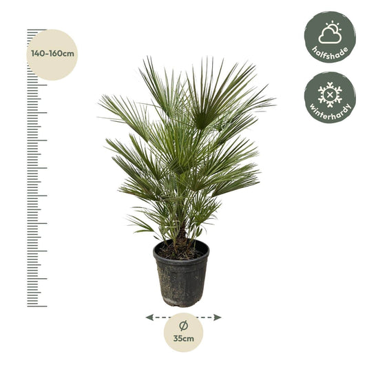 Chamaerops humilis – 150 cm – Ø30 - Botanic-Vibes