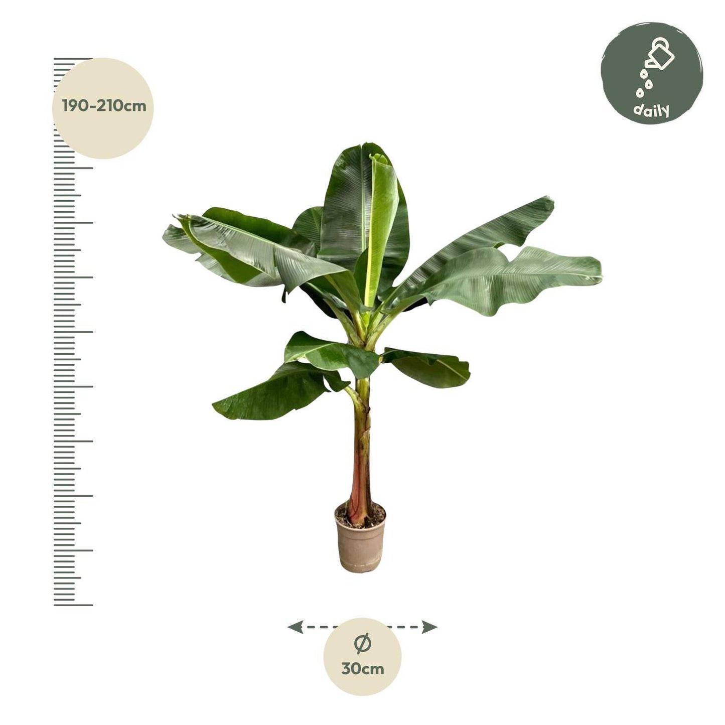 Bananenplant (Musa) - 200 cm - ø30 - Botanic-Vibes