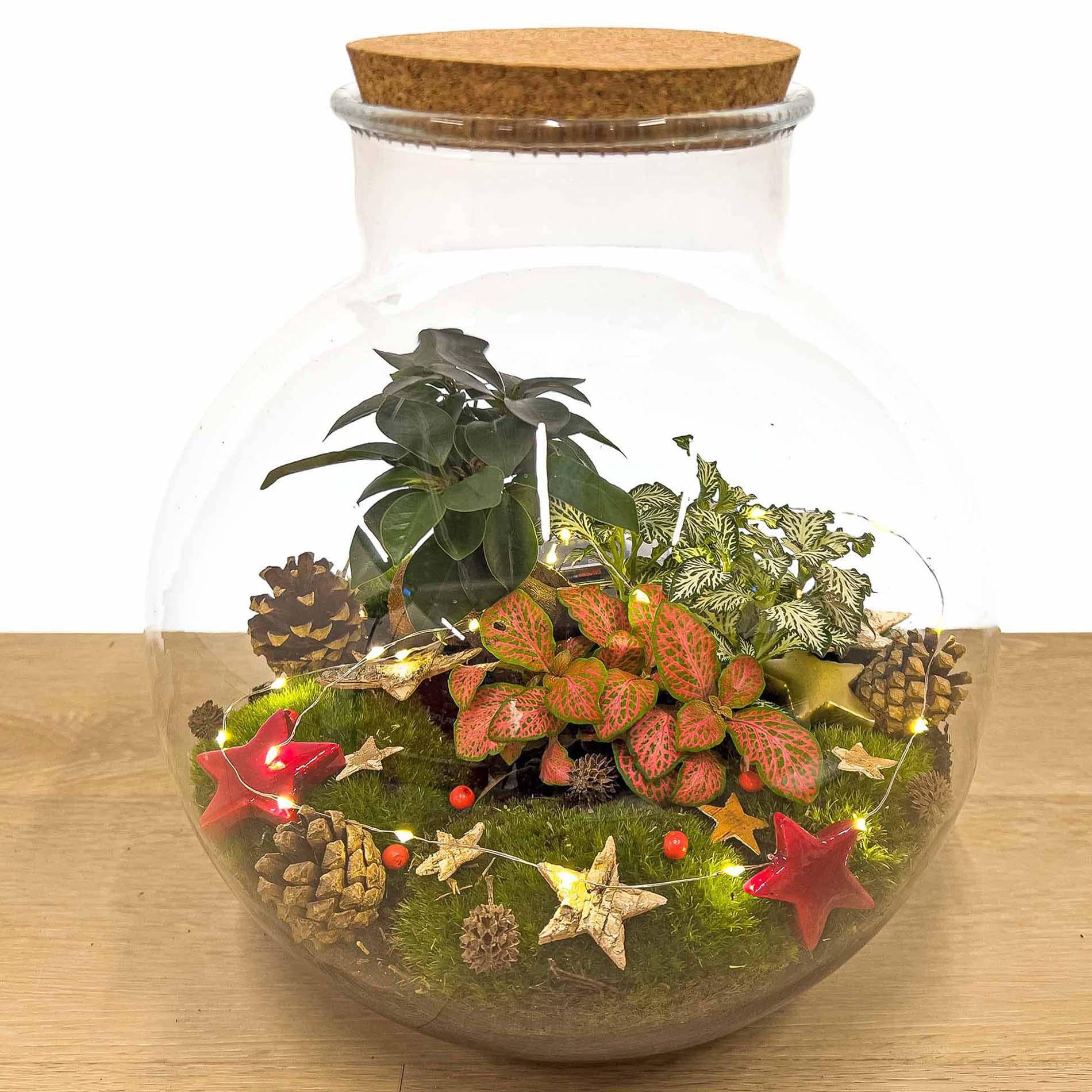 Weihnachts-Terrarium-Deko-Set - Botanic-Vibes