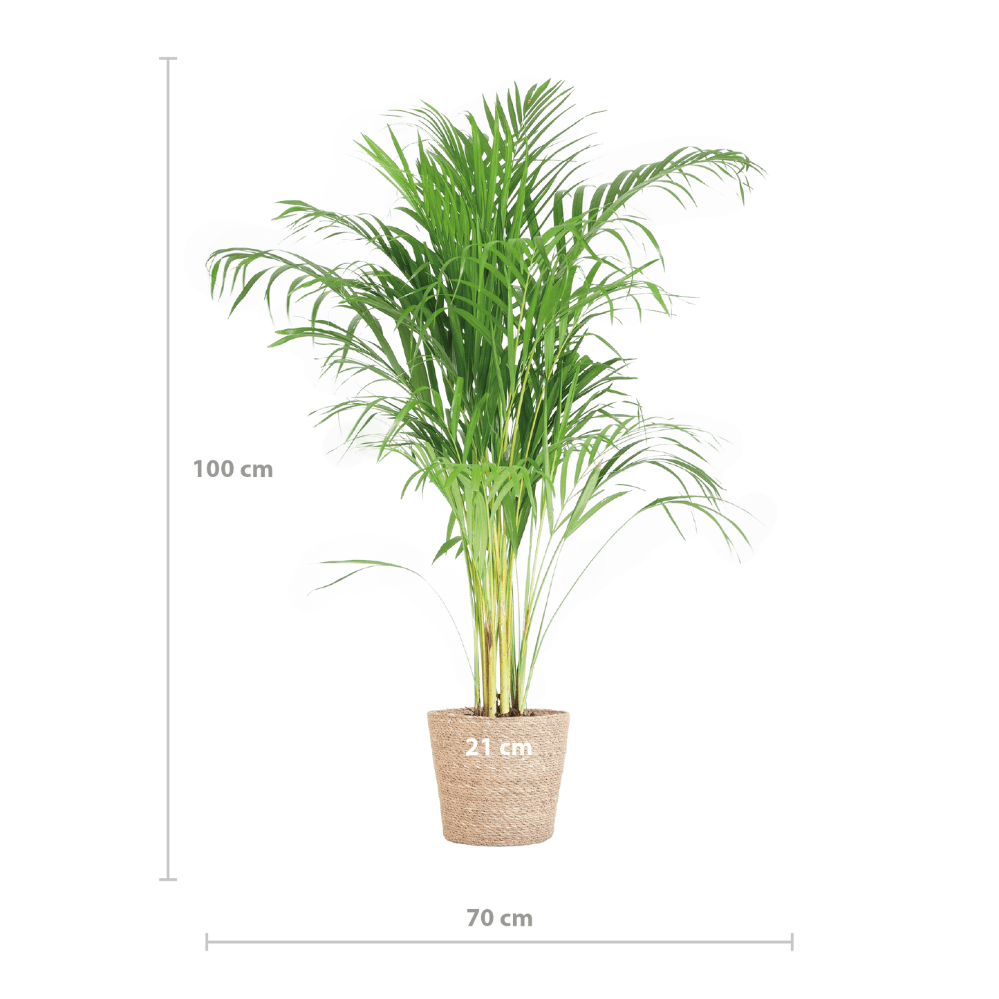 Areca Palm (Dypsis) mit Sofia-Korb natur - 100cm - Ø21 - Botanic-Vibes