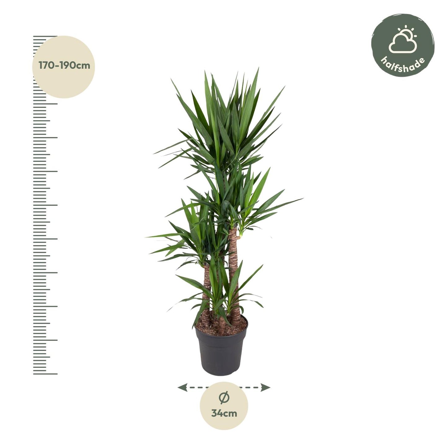 Yucca Elephantipe – 180 cm – Ø34