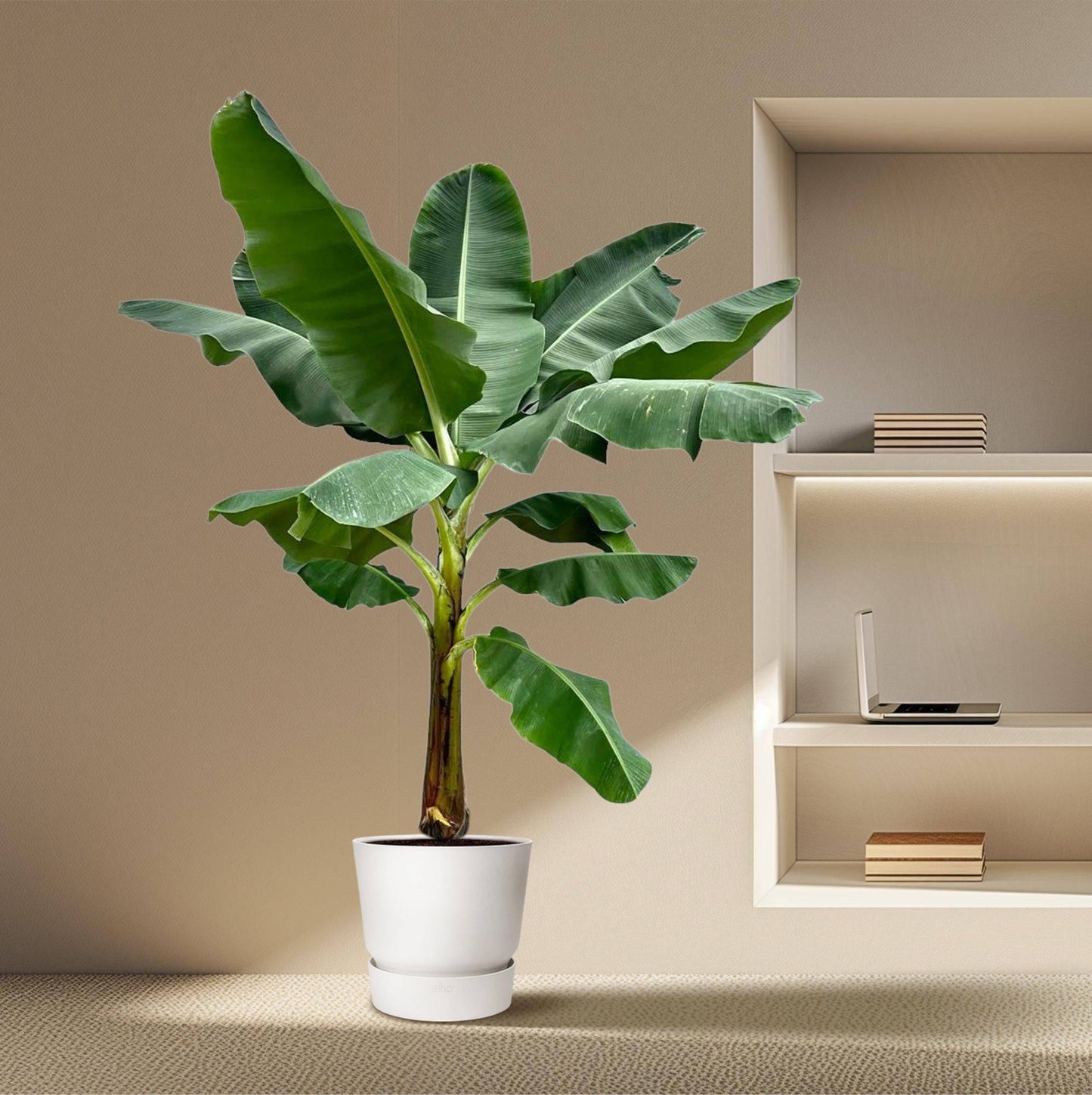 Bananenpflanze (Musa) – 250 cm – ø30 - Botanic-Vibes