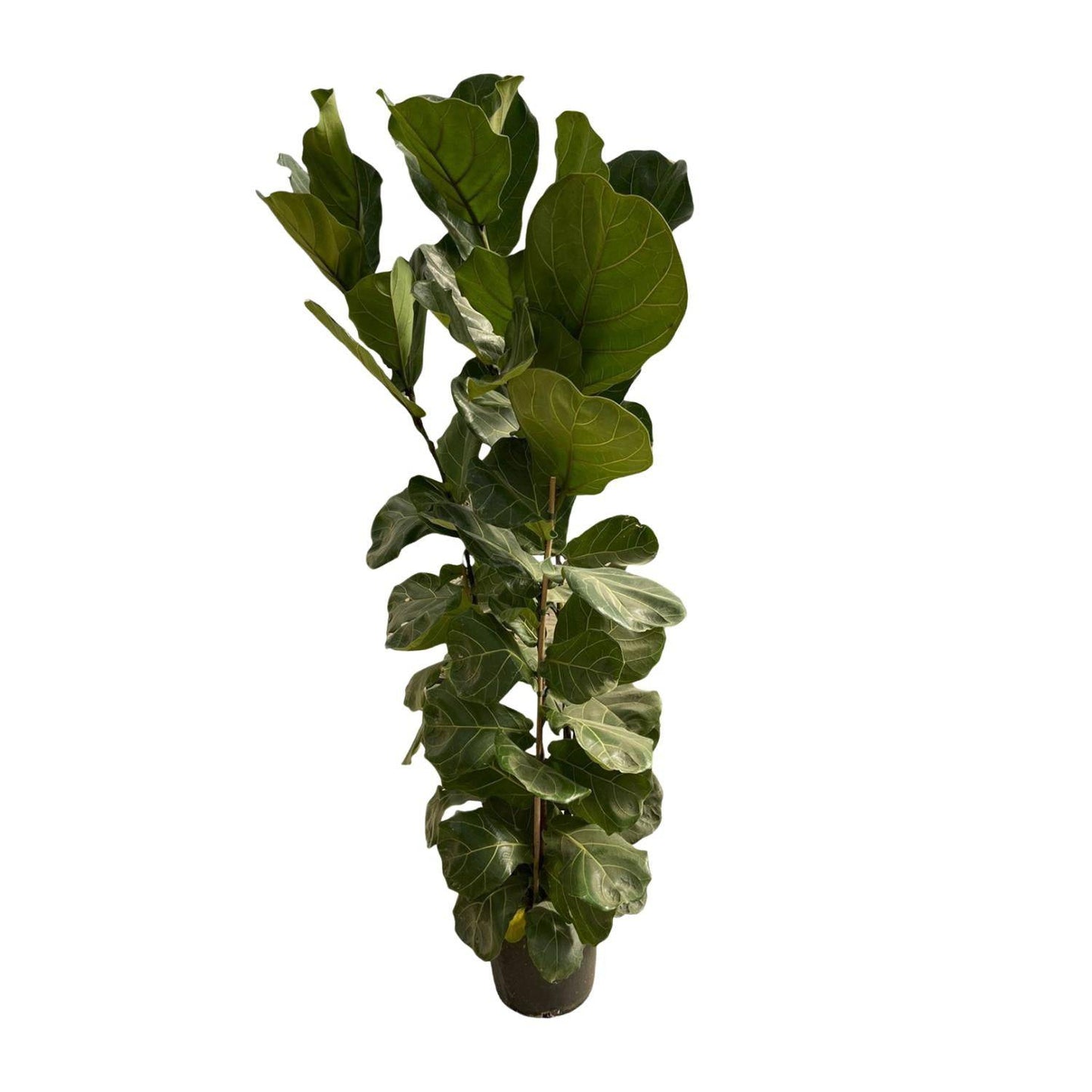 Ficus Lyrata struik - 180 cm - Ø35 - Botanic-Vibes