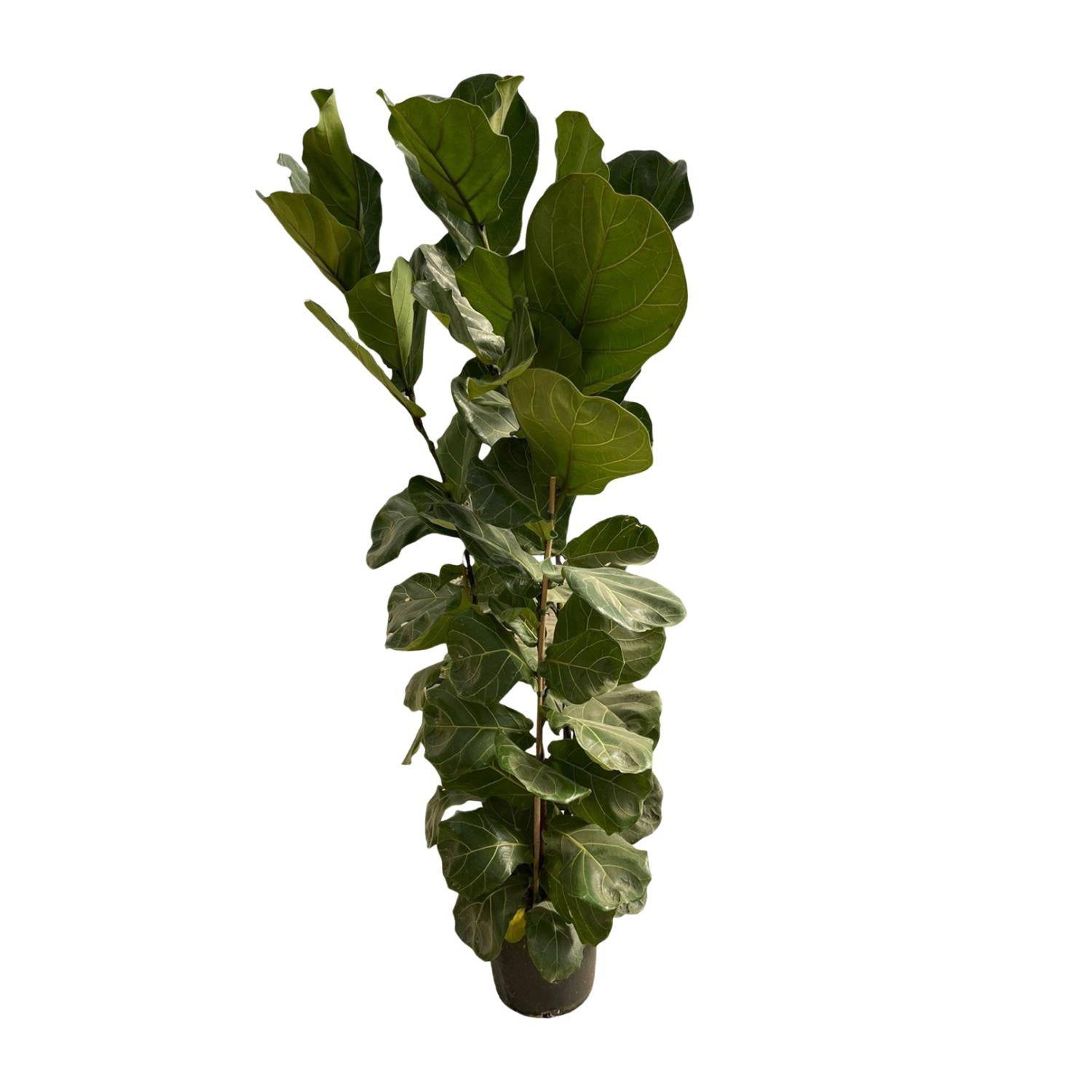 Ficus Lyrata struik - 180 cm - Ø35 - Botanic-Vibes