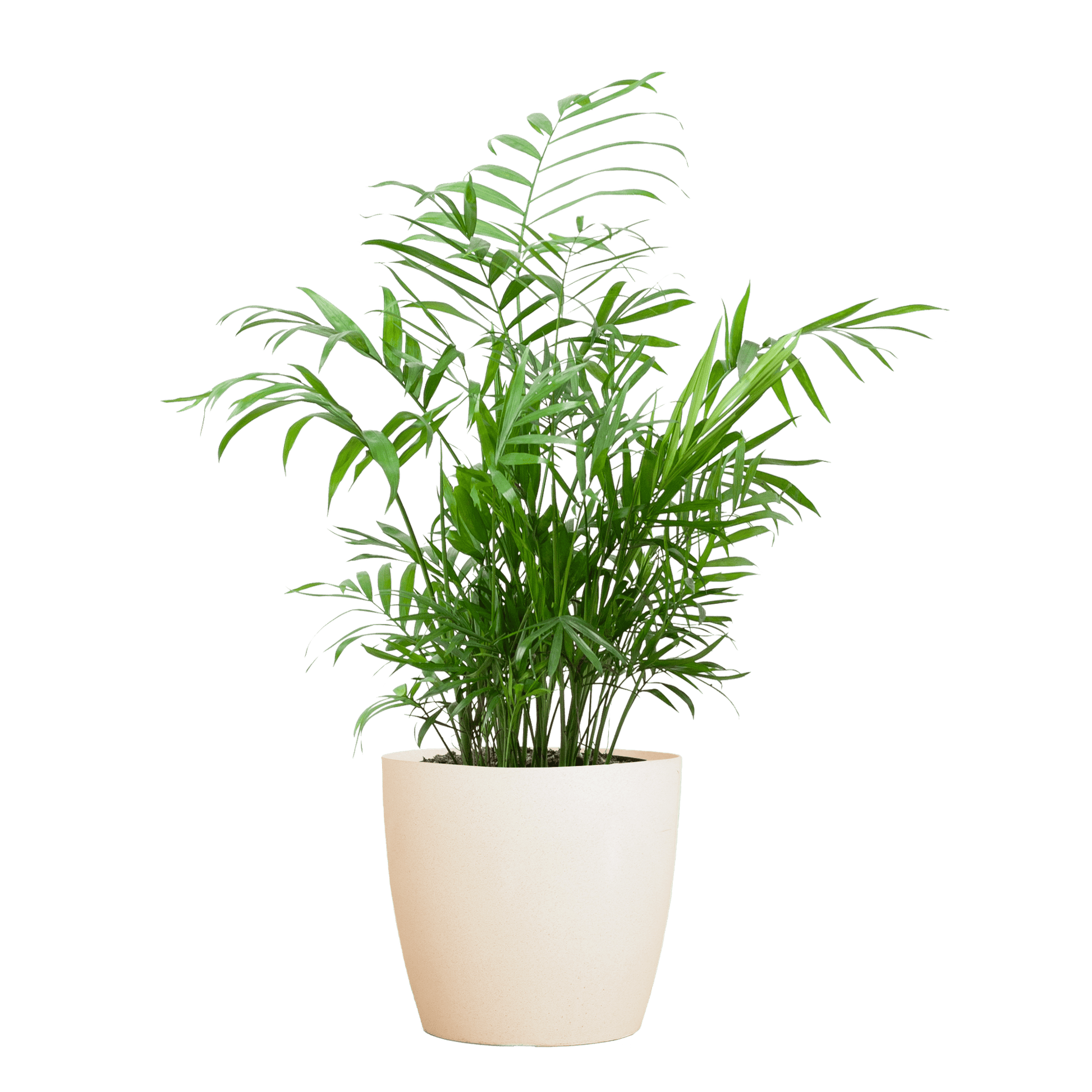 Chamadorea Elegans mit Viber weiß - 55cm - Ø17 - Botanic-Vibes