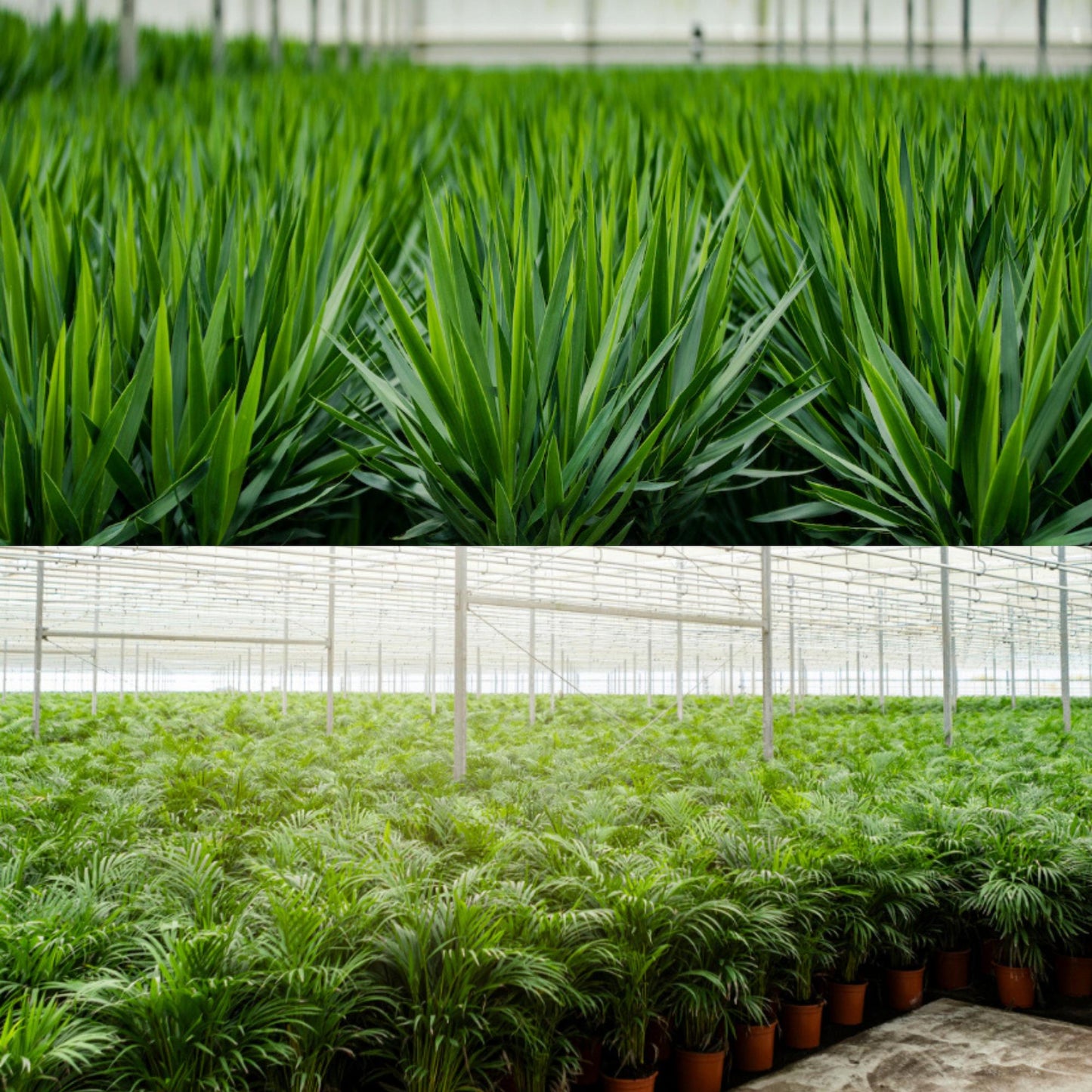 Areca – 130 cm – Ø24 + Yucca – 100 cm – Ø21