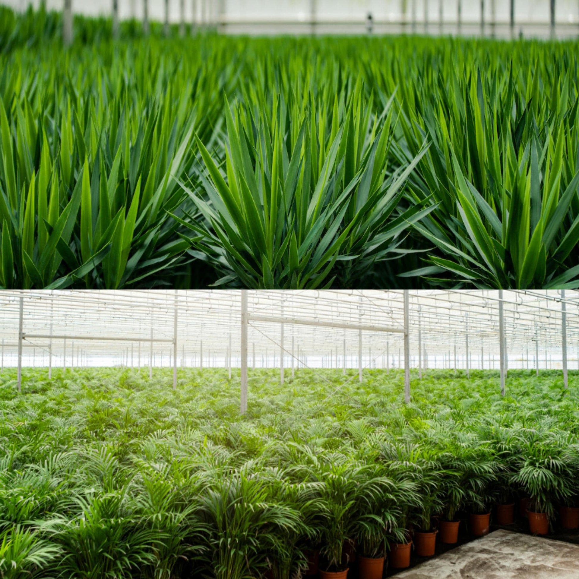 Areca – 130 cm – Ø24 + Yucca – 100 cm – Ø21 - Botanic-Vibes