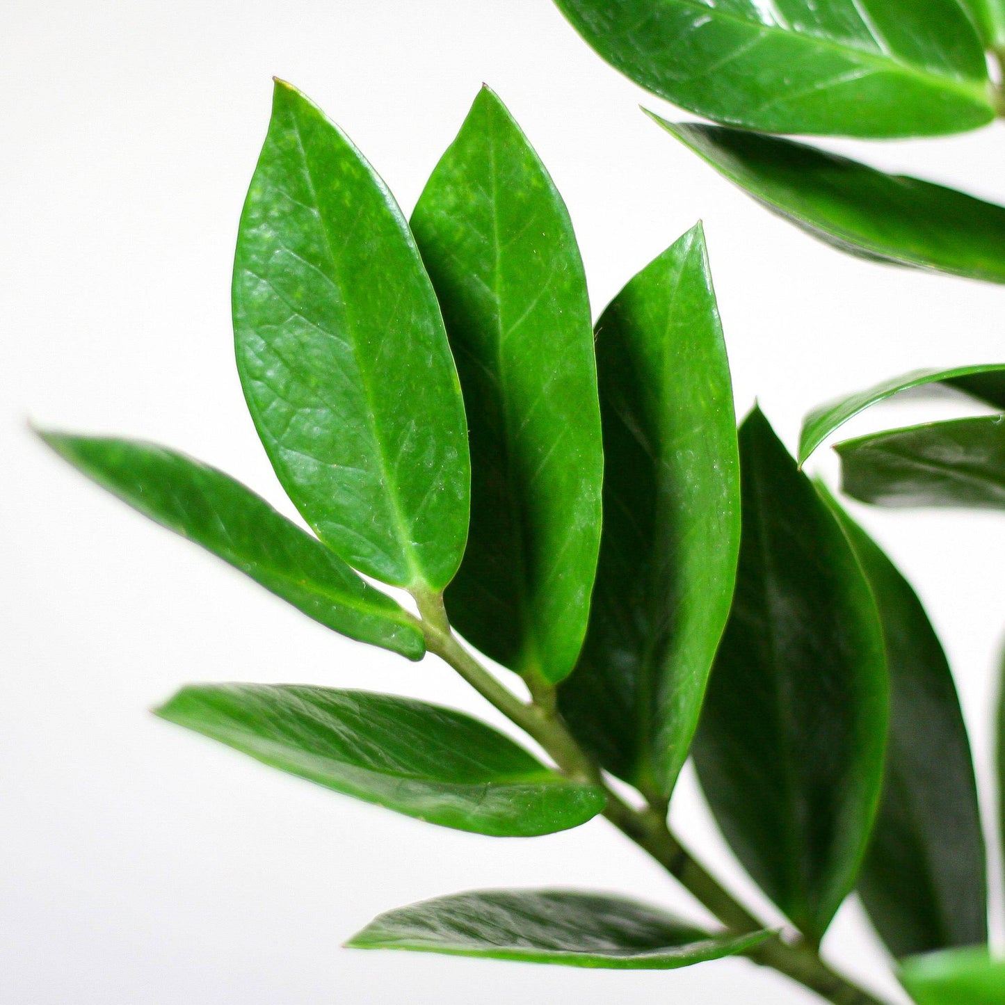 Zamioculcas Zamiifolia mit Viber Weiß  - 80cm - Ø21 - Botanic-Vibes