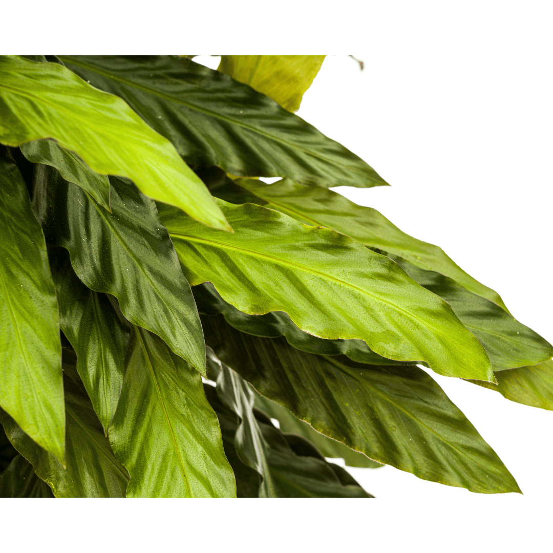Calathea Rufibarba Ø27cm - ↕60 - 80cm - Botanic-Vibes