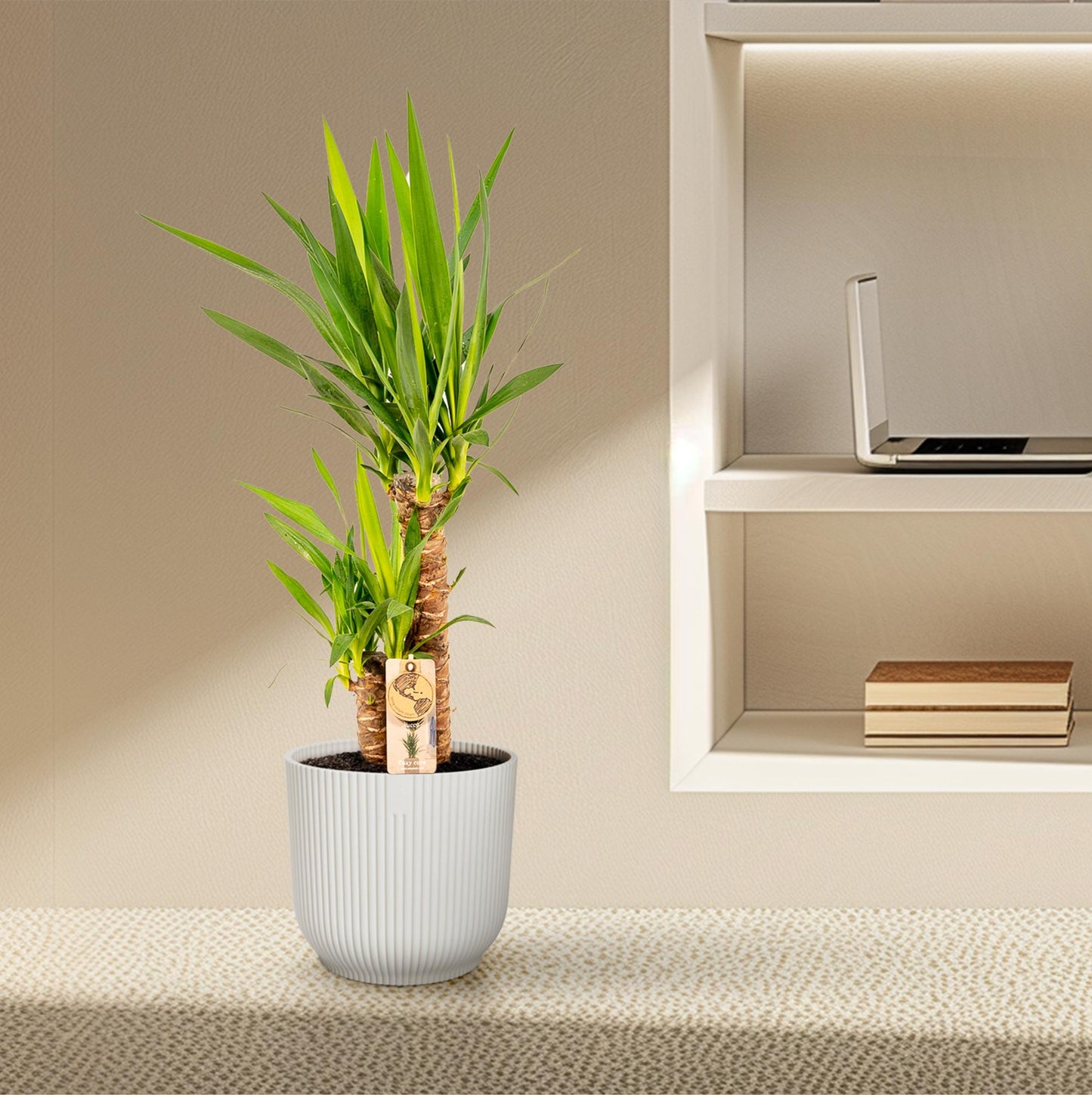 Yucca – Ø17cm – 90cm