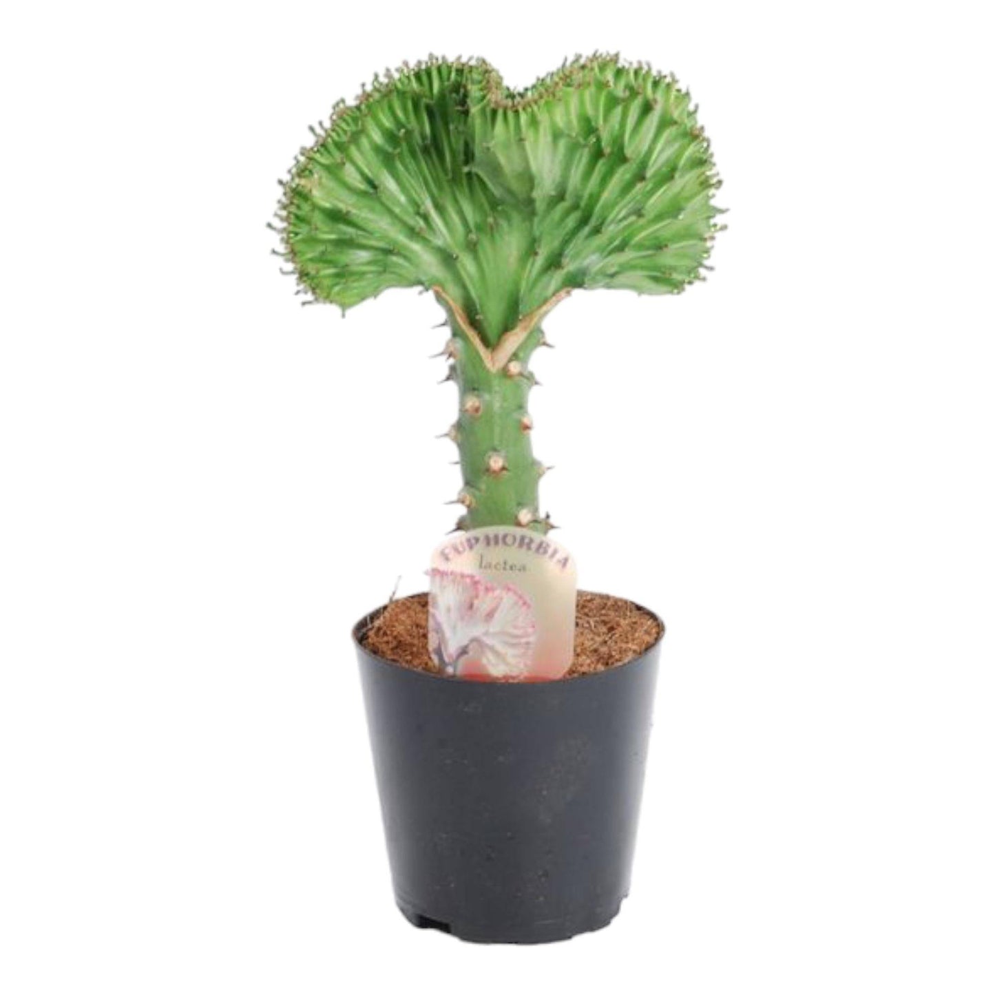Euphorbia lactea cristata grün – 35 cm – Ø12 - Botanic-Vibes