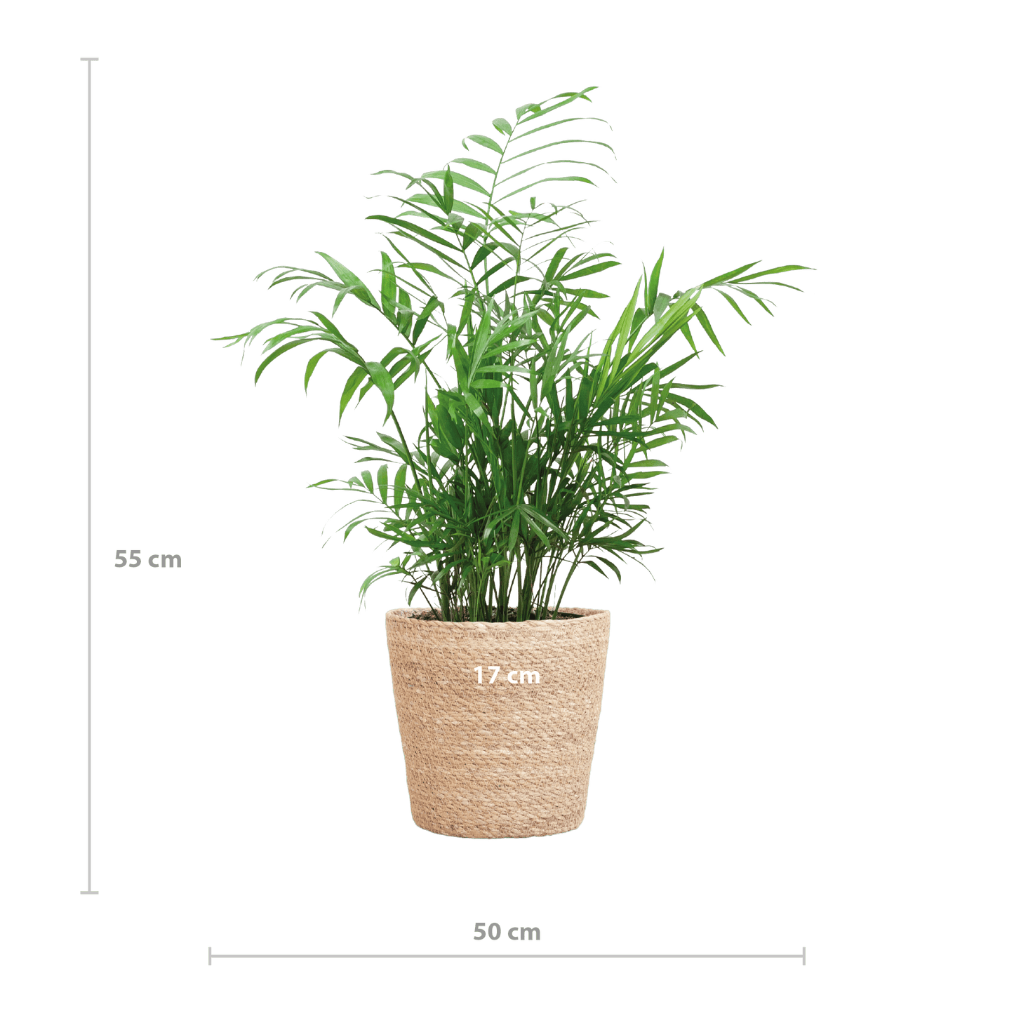 Chamadorea Elegans mit Sofia-Korb natur  - 55cm - Ø17 - Botanic-Vibes