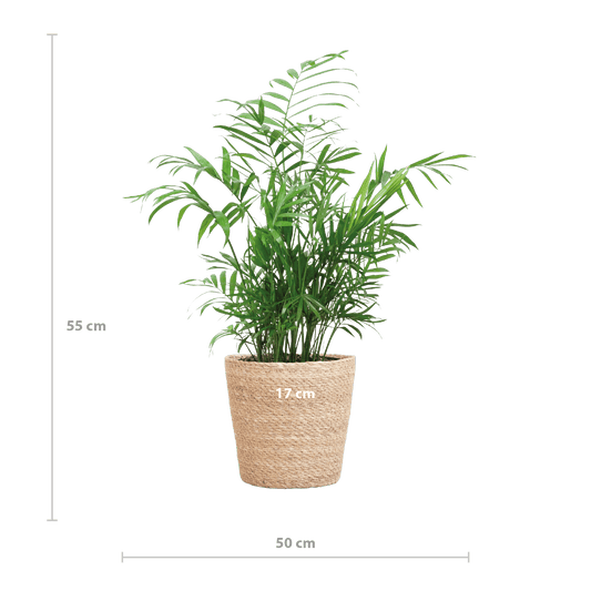 Chamadorea Elegans mit Sofia-Korb natur  - 55cm - Ø17 - Botanic-Vibes