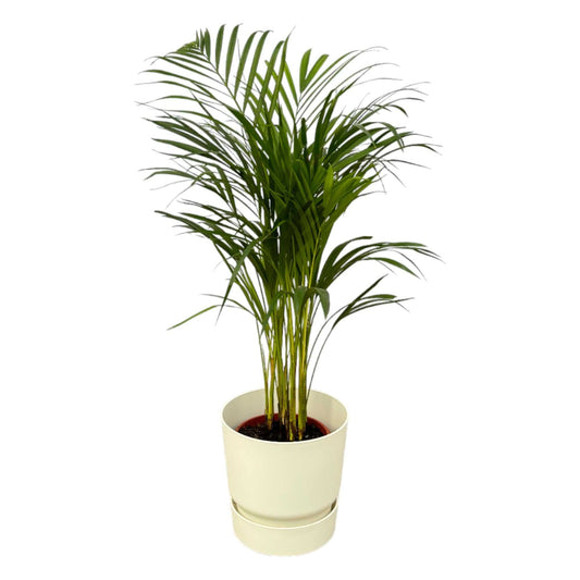 Areca-Palme – 85 cm – Ø19 inklusive elho Greenville Round Weiß D24×H23 - Botanic-Vibes