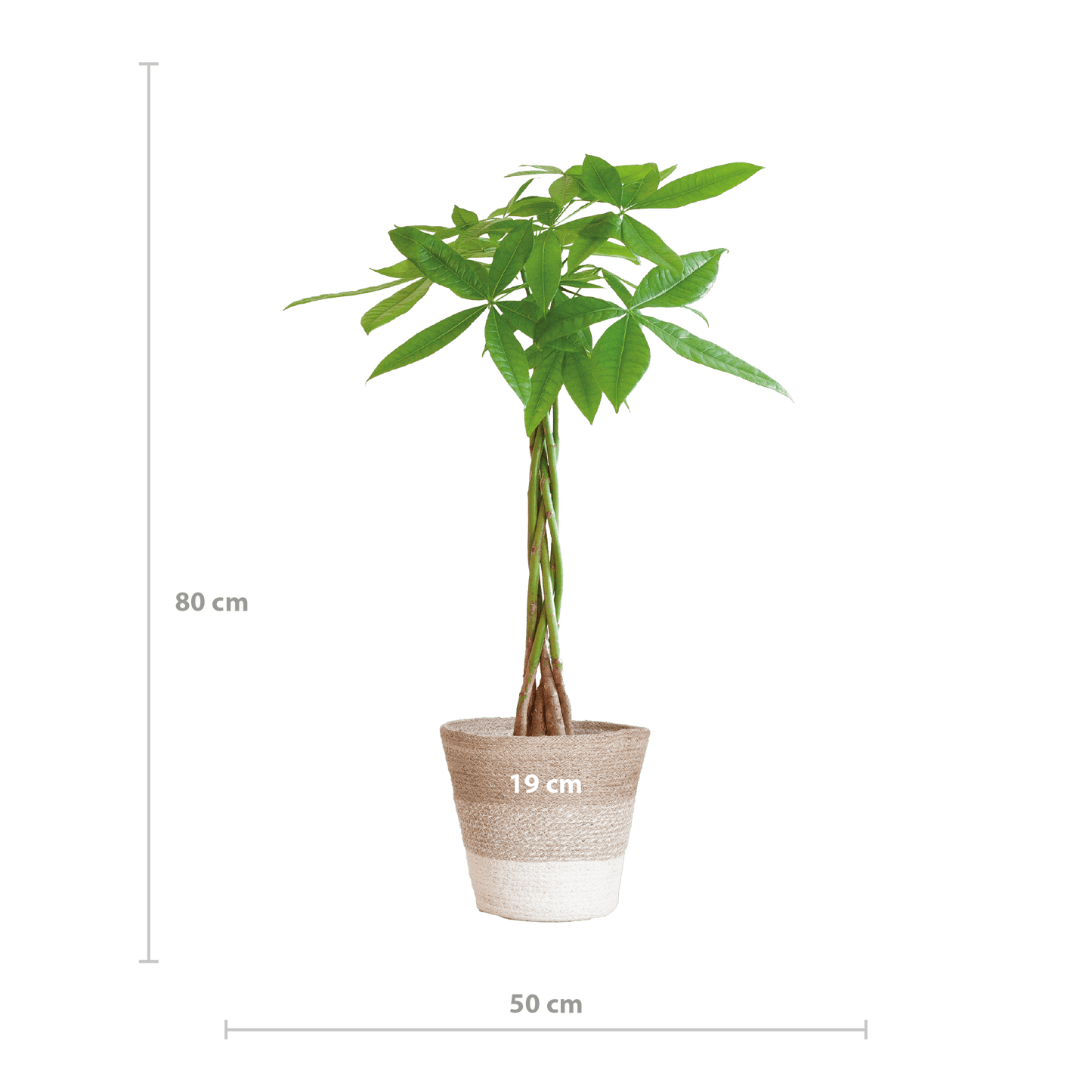 Pachira Aquatica mit Pflanzkorb Lissabon weiß  - 80cm - Ø21 - Botanic-Vibes