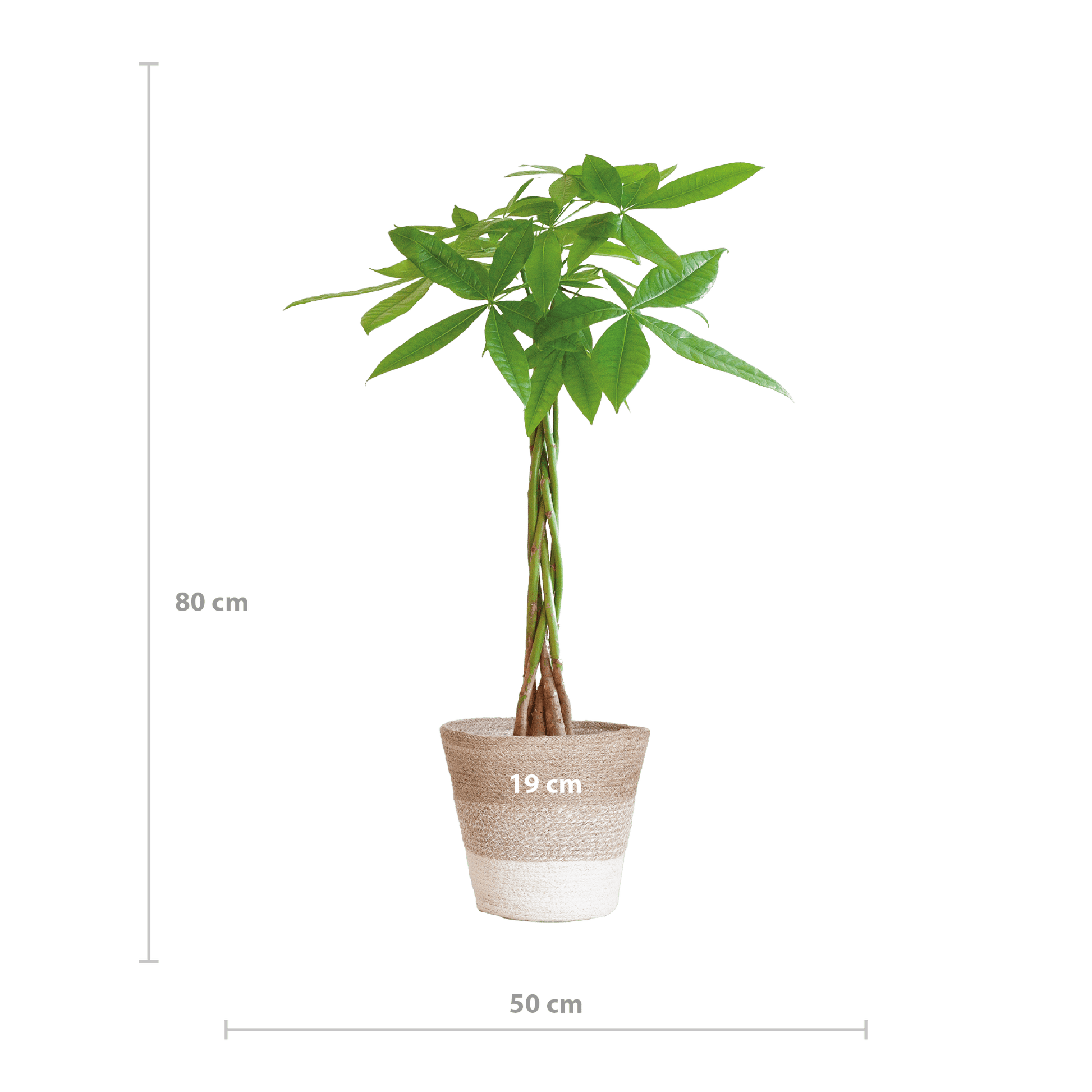Pachira Aquatica mit Pflanzkorb Lissabon weiß  - 80cm - Ø21 - Botanic-Vibes