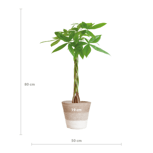 Pachira Aquatica mit Pflanzkorb Lissabon weiß  - 80cm - Ø21 - Botanic-Vibes
