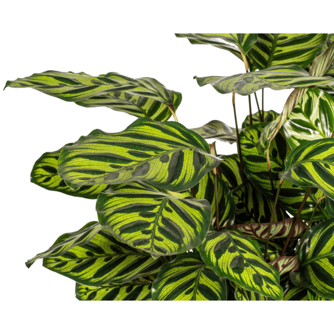 Calathea Makoyana Ø27cm - ↕60 - 80cm - Botanic-Vibes