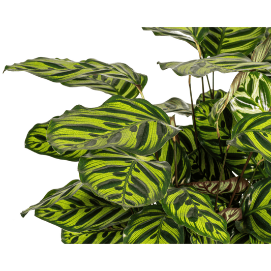Calathea Makoyana Ø27cm - ↕60 - 80cm - Botanic-Vibes