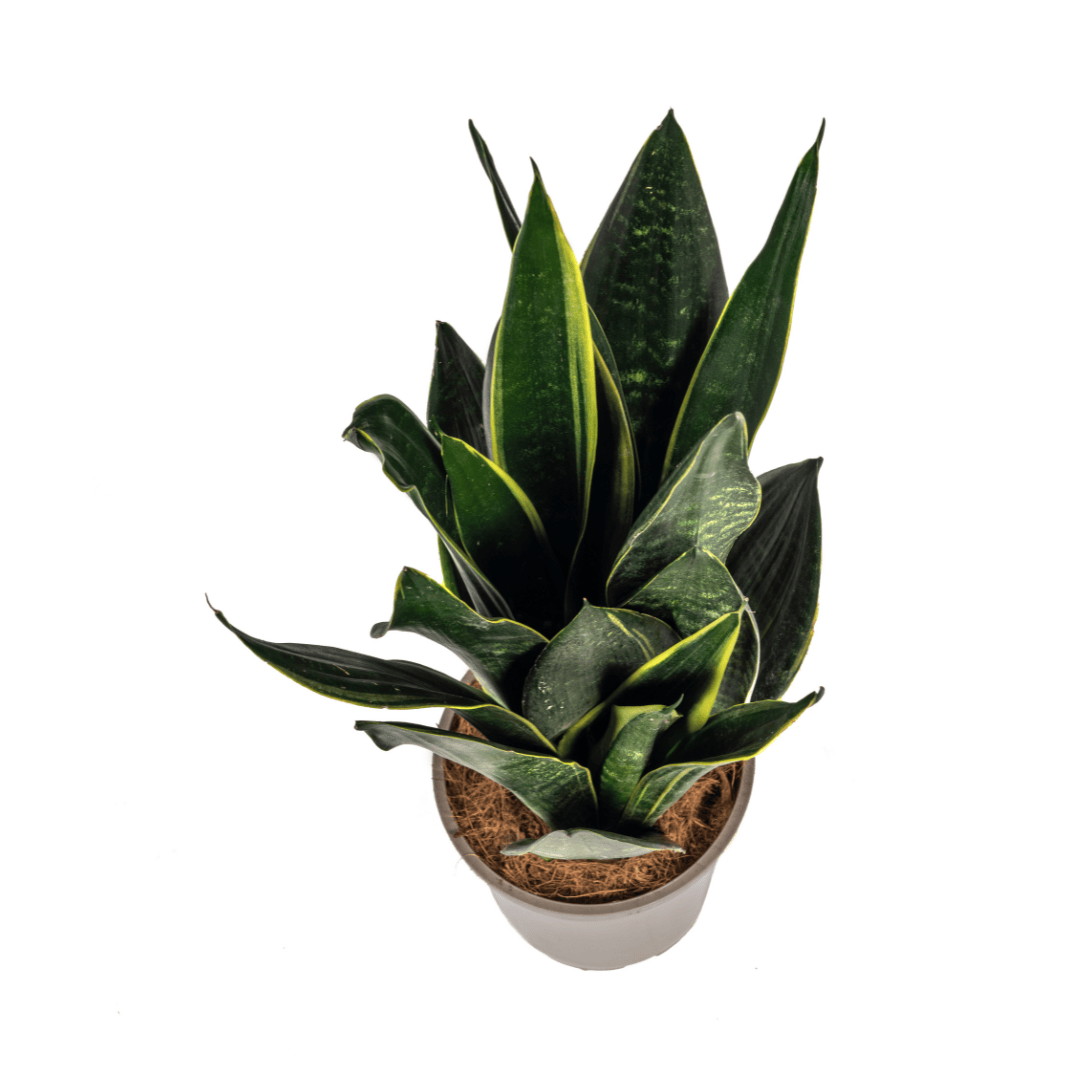 Sansevieria Trifasciata Futura Black Ø17cm - ↕45 - 55cm - Botanic-Vibes
