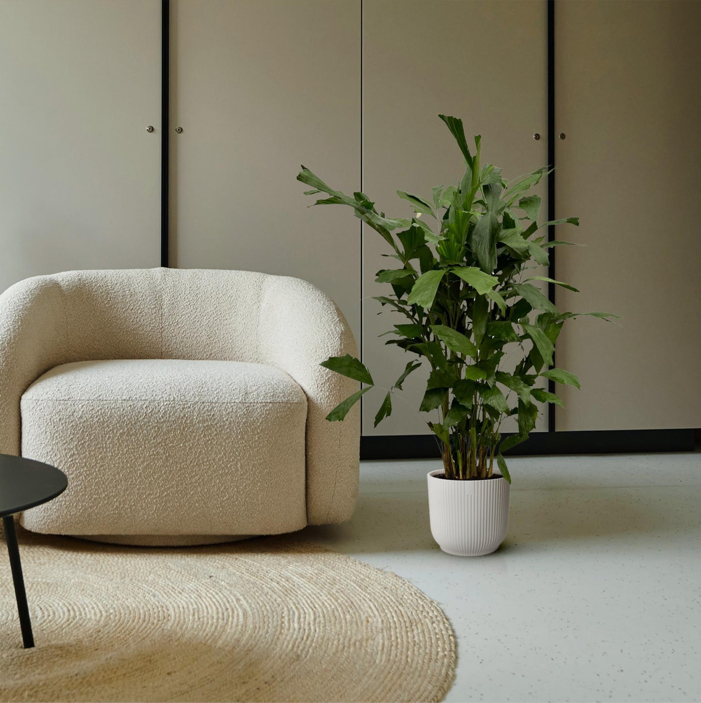 Caryota mitis – 130 cm – Ø19