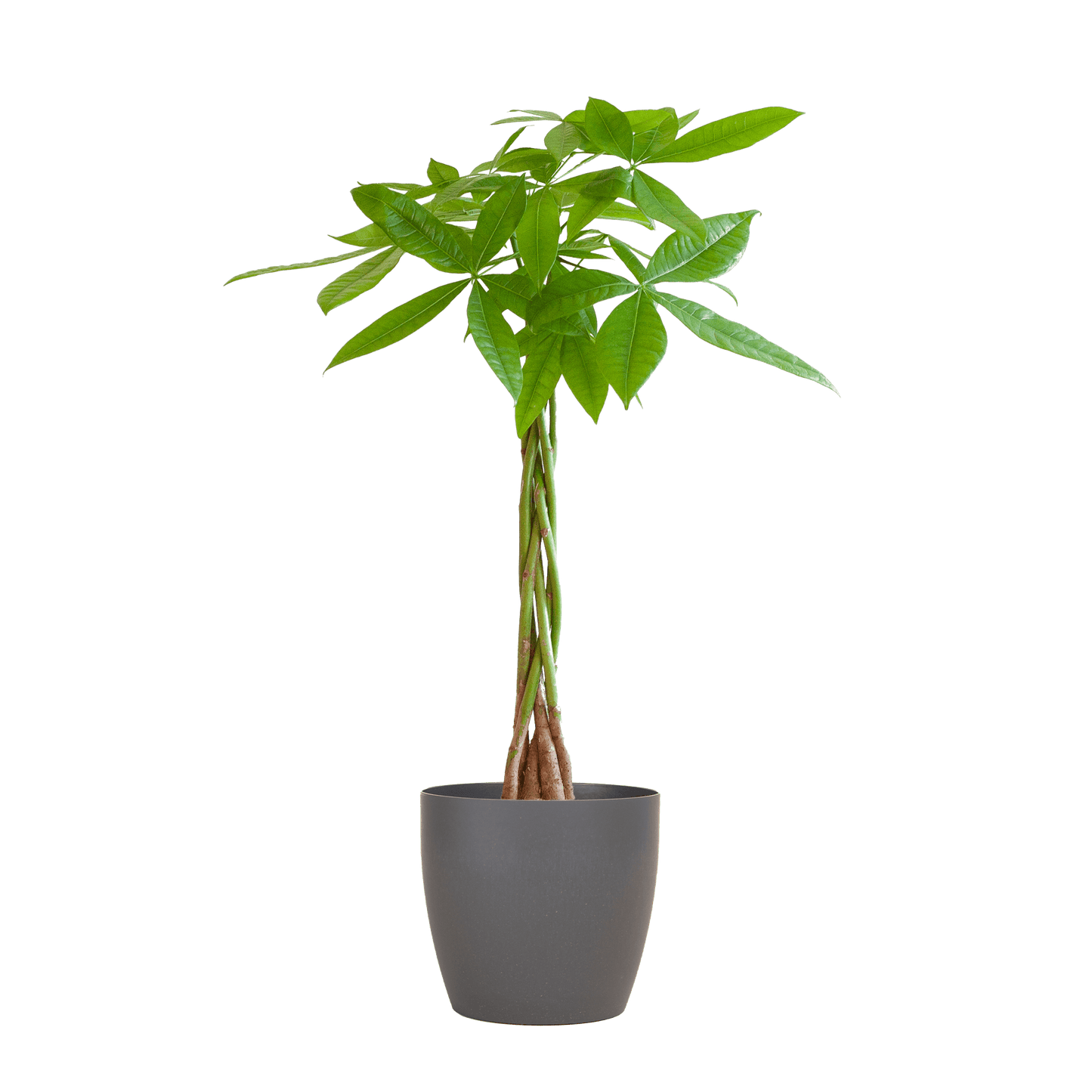 Pachira Aquatica mit Viber Grau - 80cm - Ø21 - Botanic-Vibes